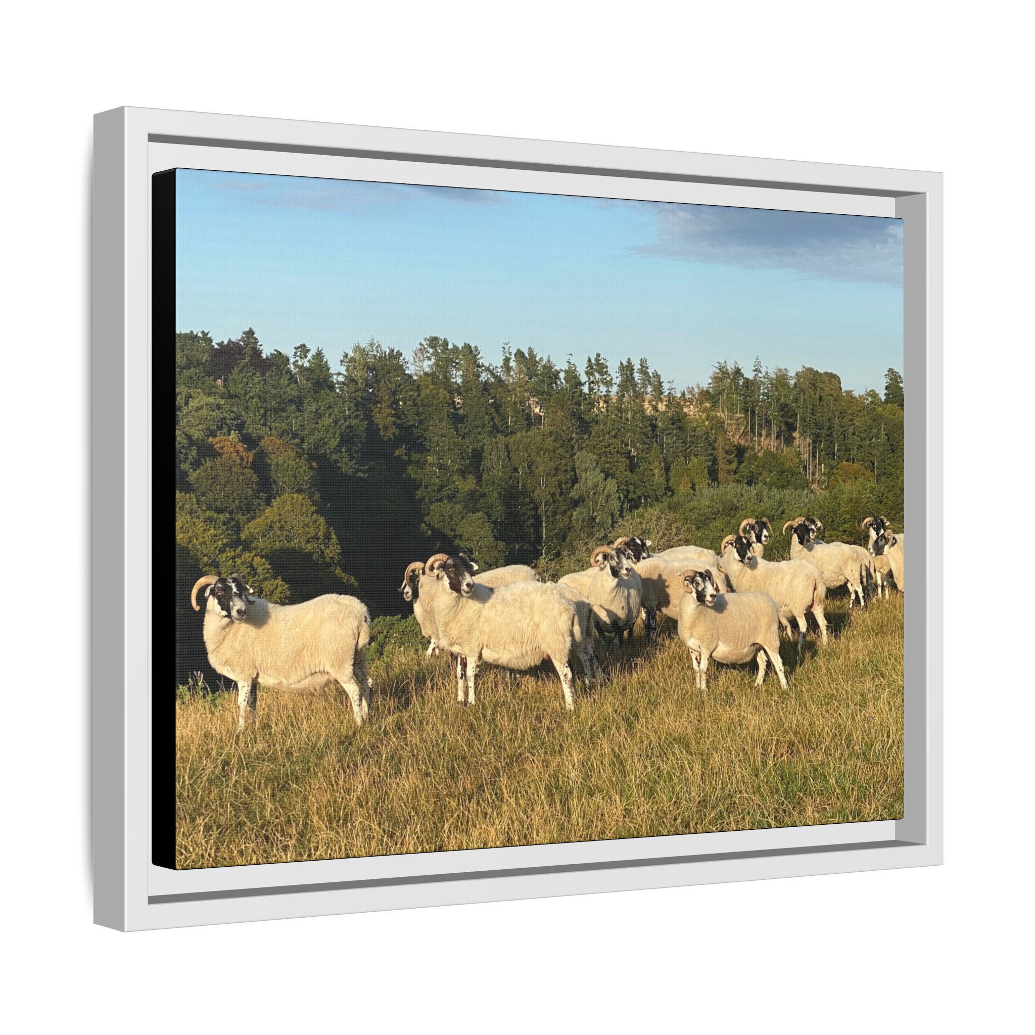 Framed Matte Canvas Print — Pastoral Sheep Landscape Wall Art