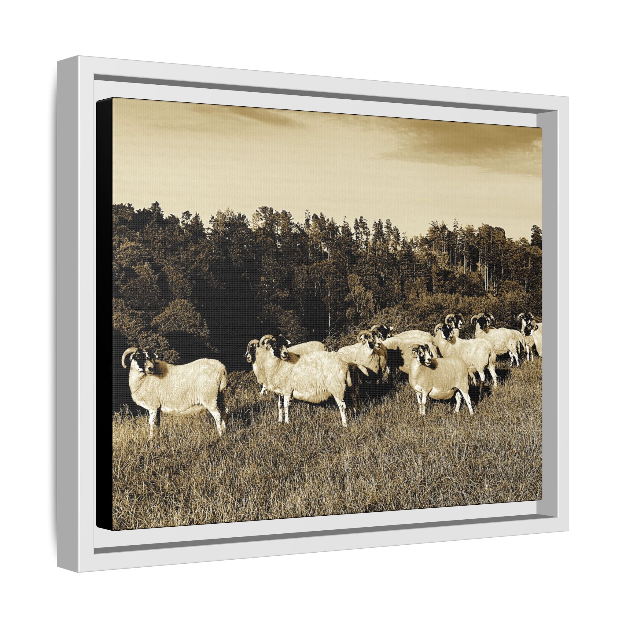 Framed Matte Canvas Print — Vintage Sheep Pasture Wall Art