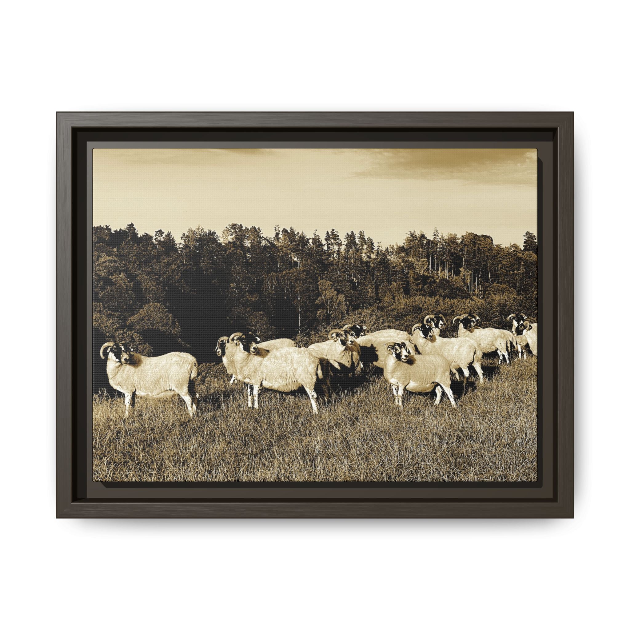 Framed Matte Canvas Print — Vintage Sheep Pasture Wall Art