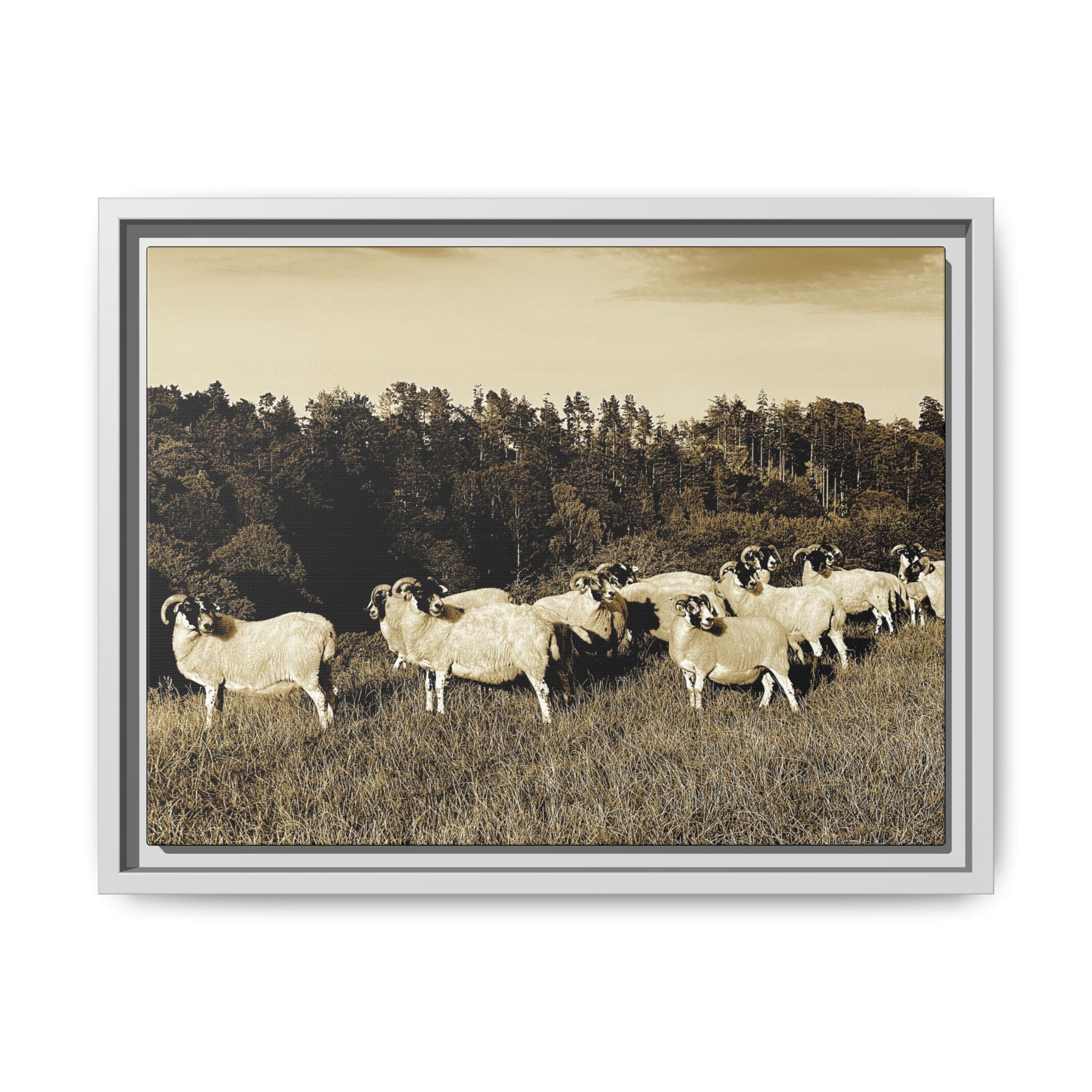 Framed Matte Canvas Print — Vintage Sheep Pasture Wall Art