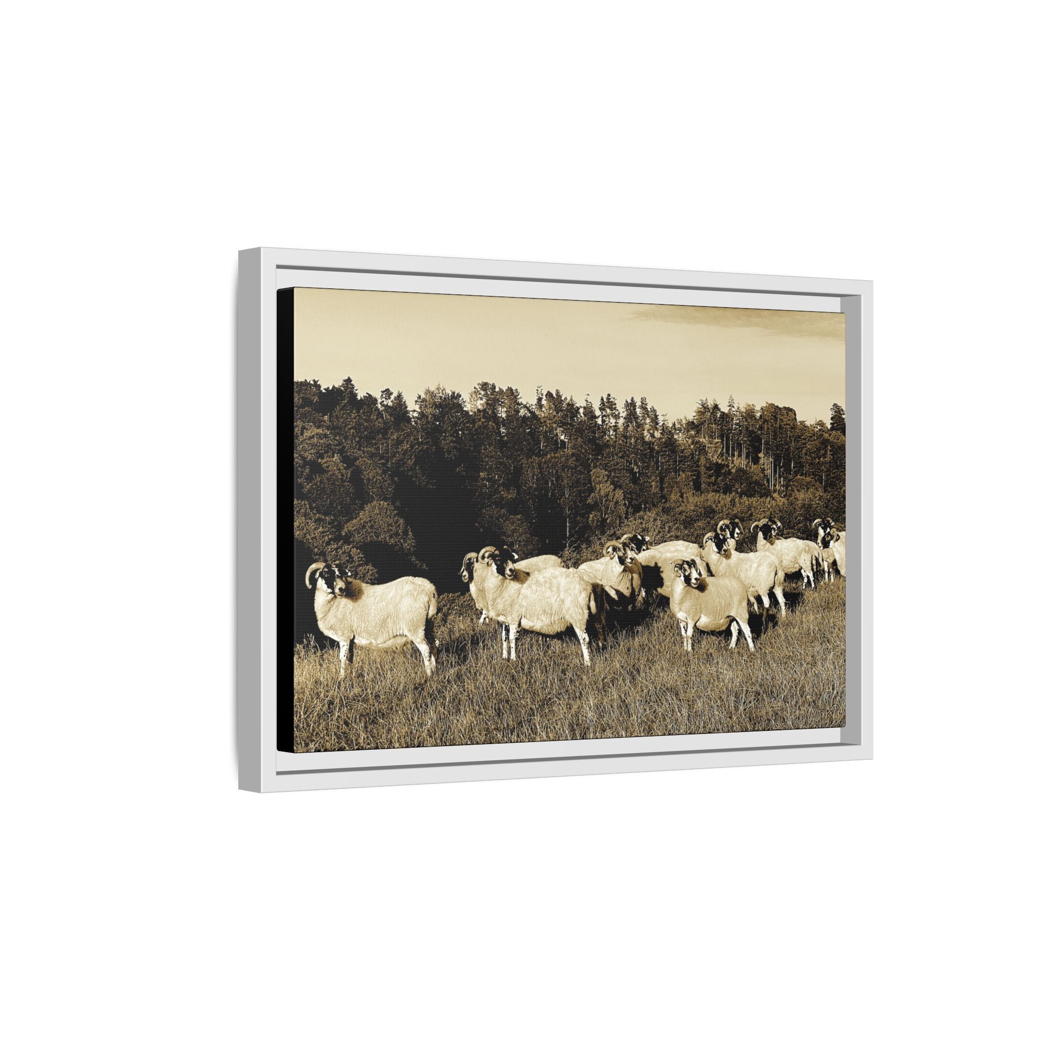 Framed Matte Canvas Print — Vintage Sheep Pasture Wall Art