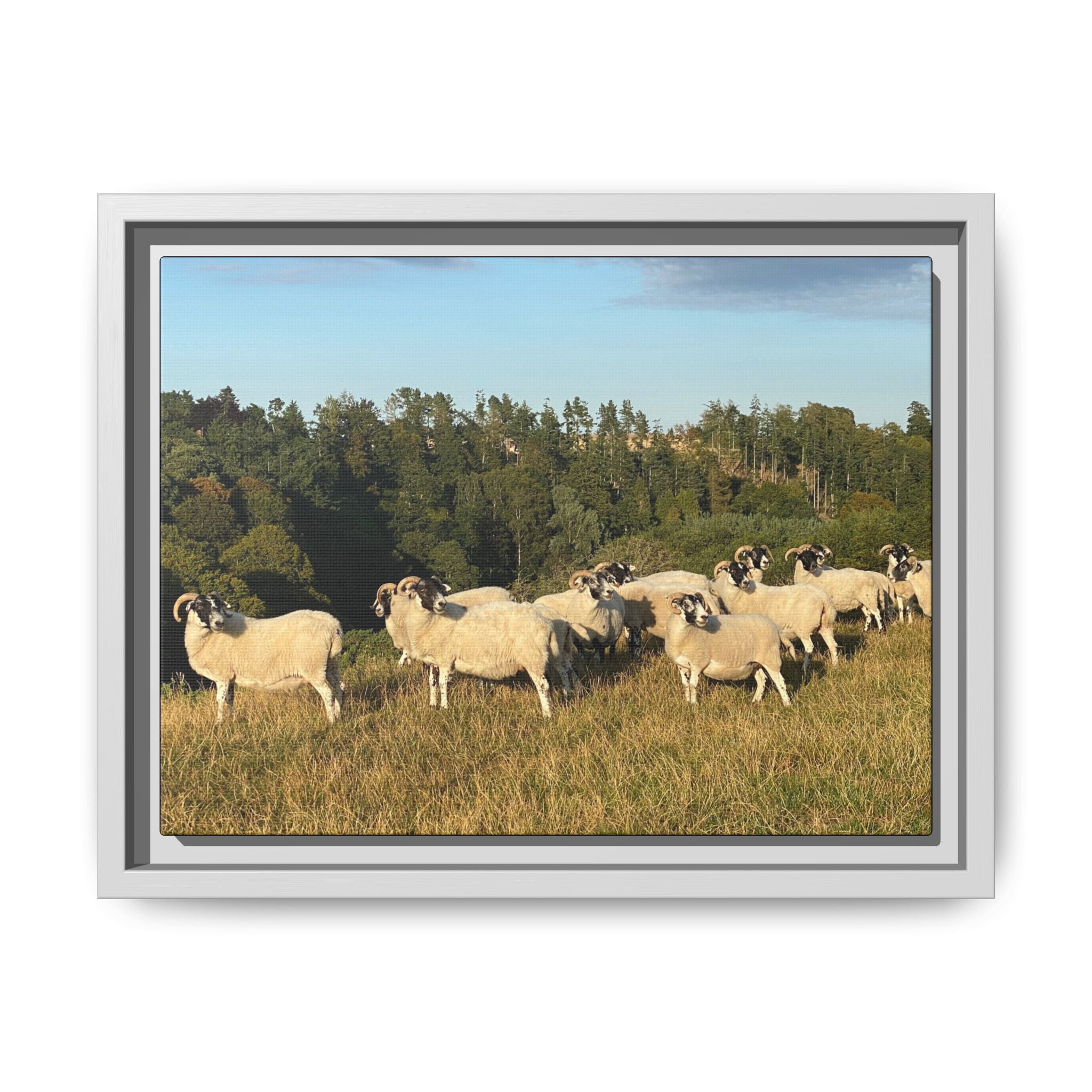 Framed Matte Canvas Print — Pastoral Sheep Landscape Wall Art
