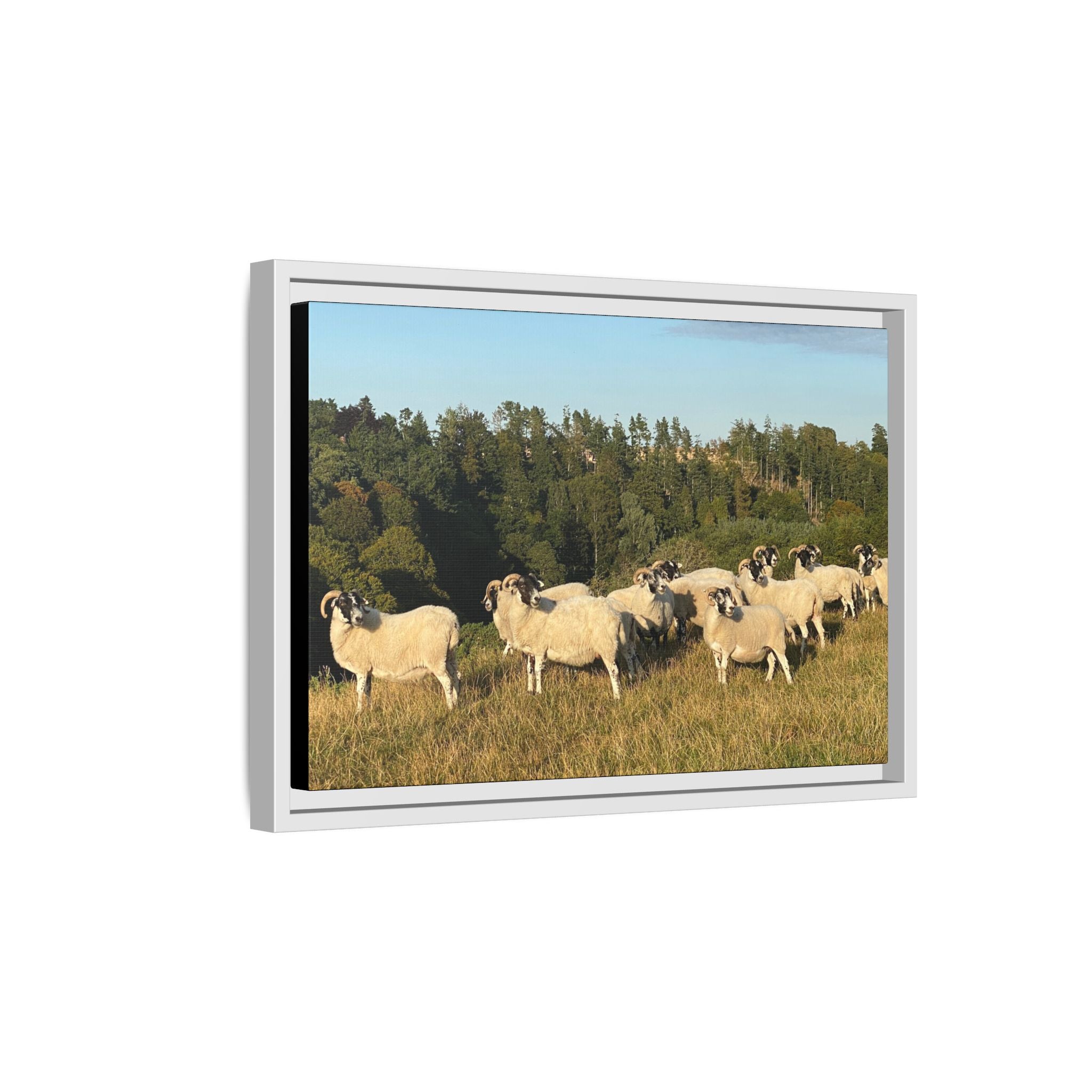 Framed Matte Canvas Print — Pastoral Sheep Landscape Wall Art