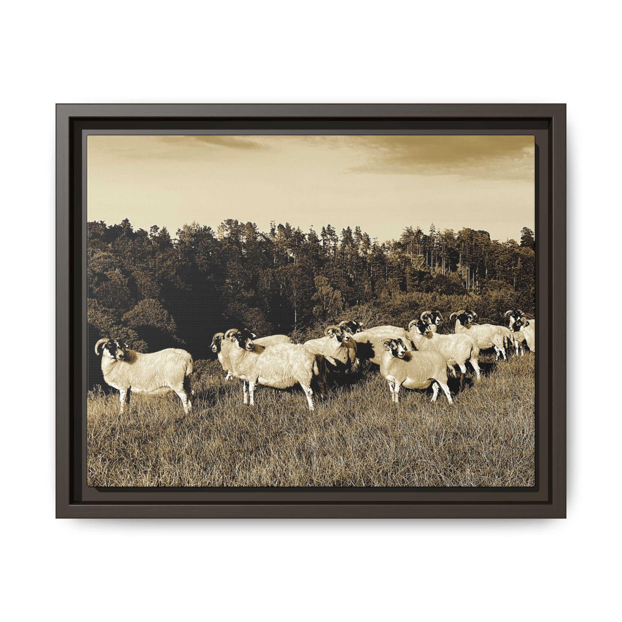 Framed Matte Canvas Print — Vintage Sheep Pasture Wall Art