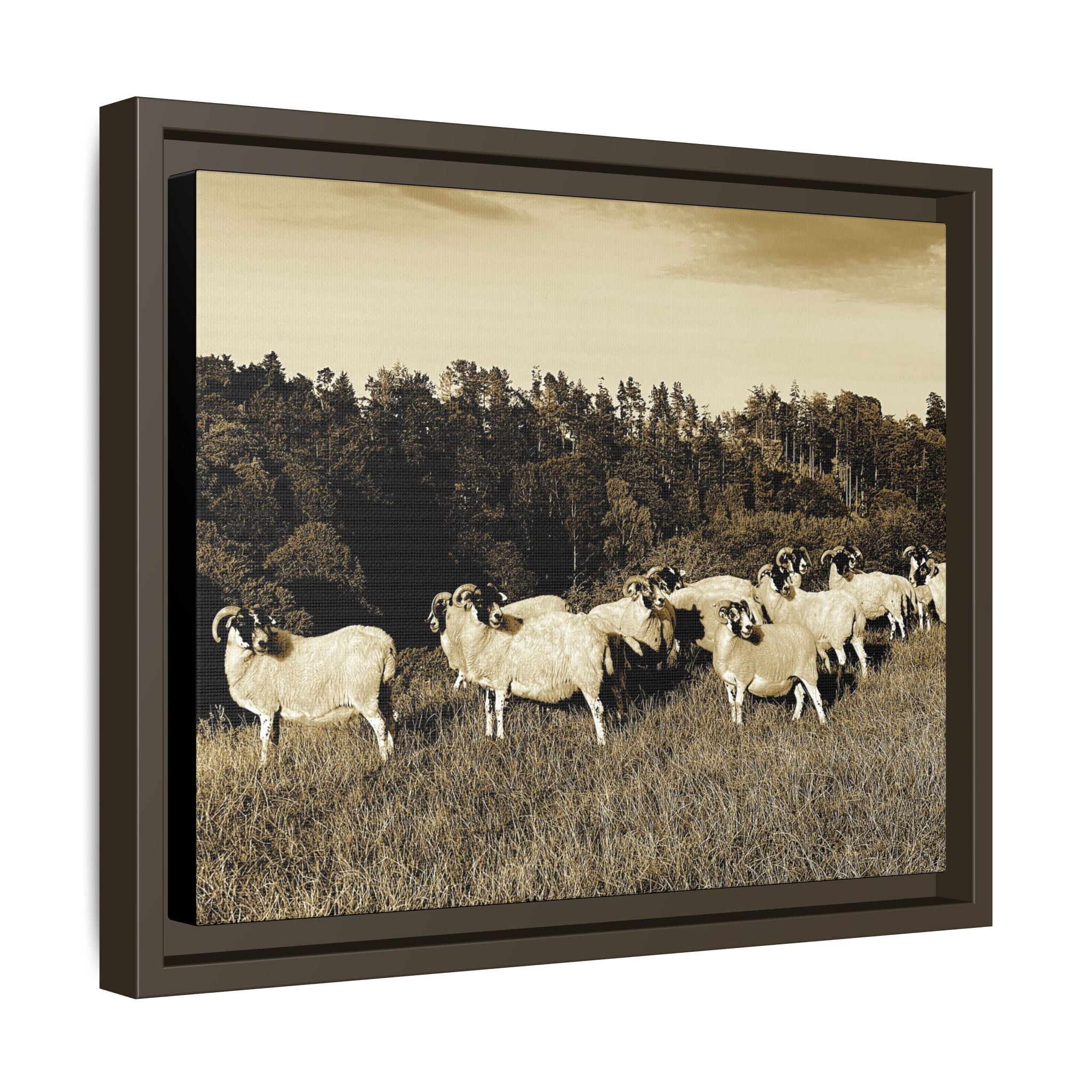 Framed Matte Canvas Print — Vintage Sheep Pasture Wall Art