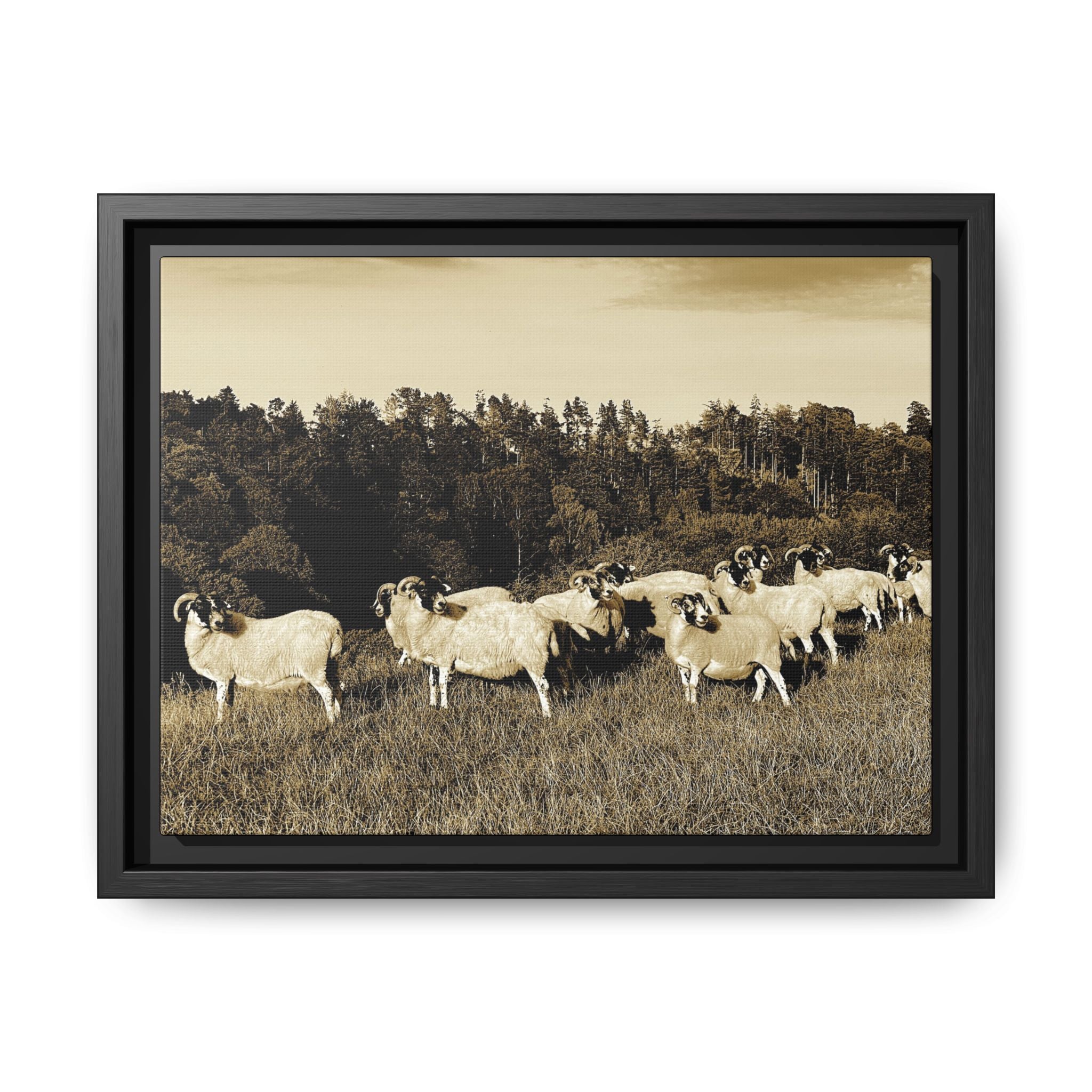 Framed Matte Canvas Print — Vintage Sheep Pasture Wall Art