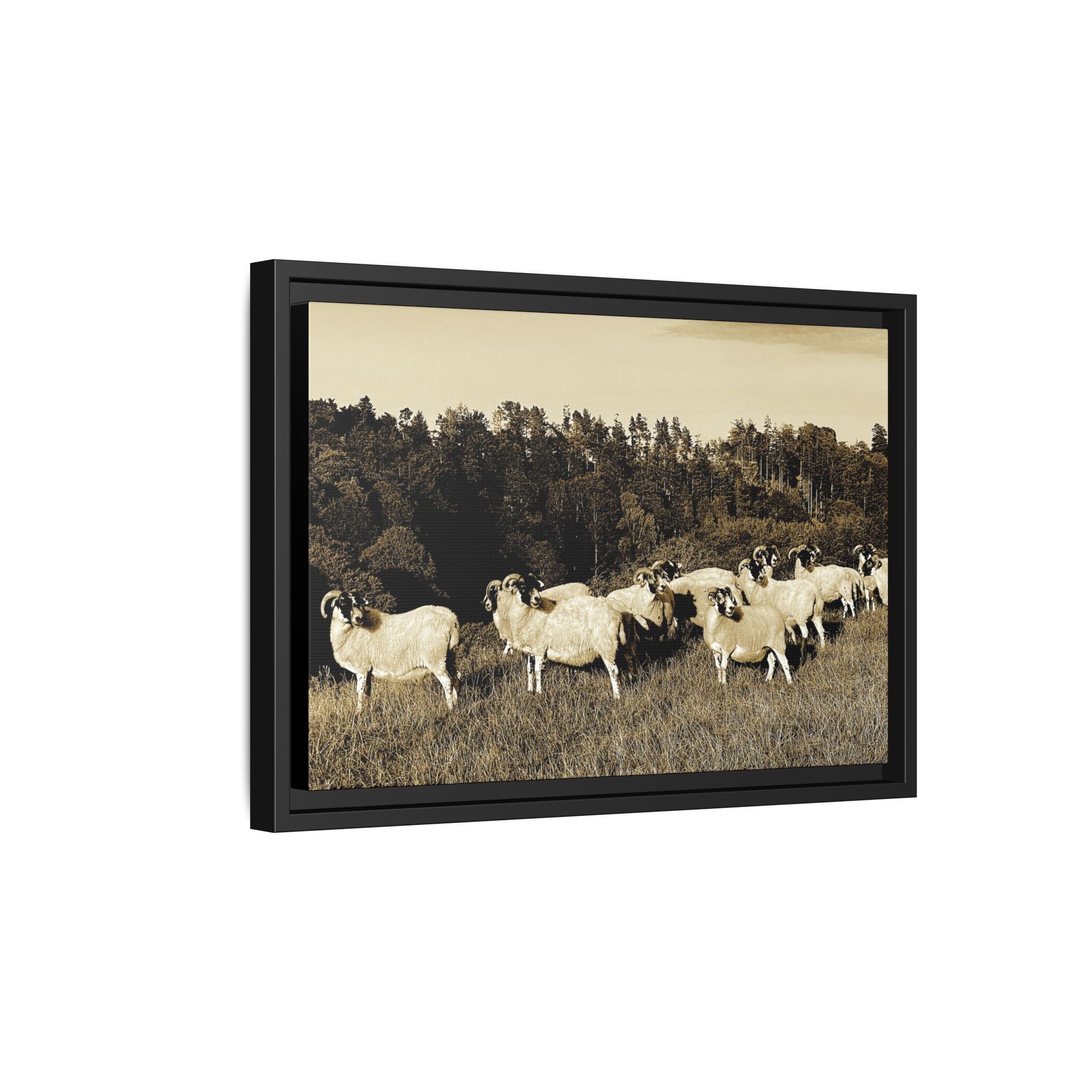 Framed Matte Canvas Print — Vintage Sheep Pasture Wall Art
