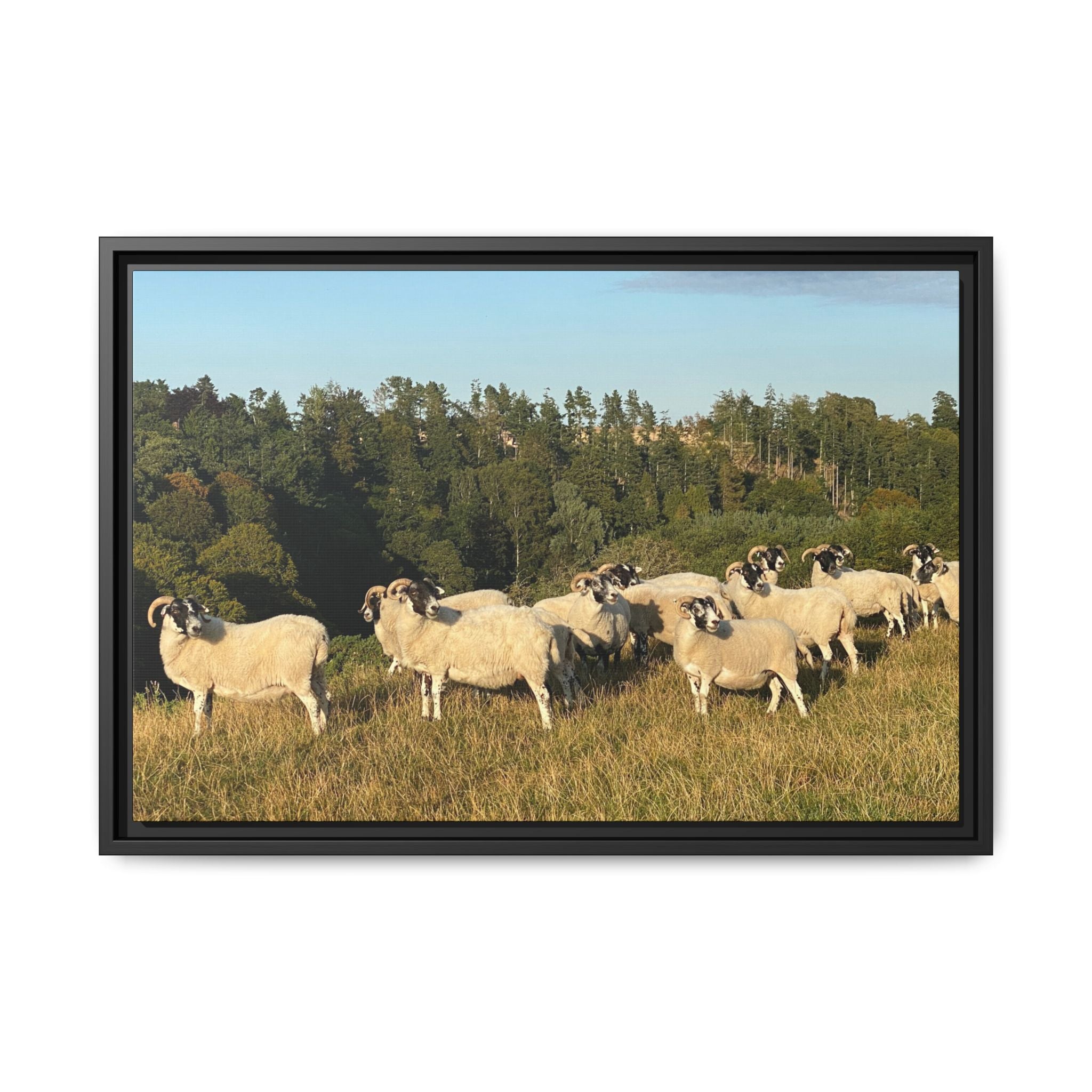 Framed Matte Canvas Print — Pastoral Sheep Landscape Wall Art