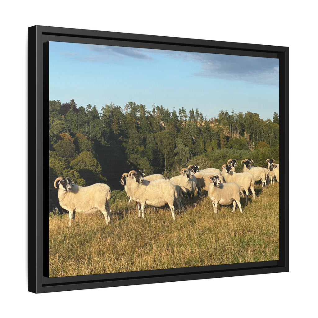 Framed Matte Canvas Print — Pastoral Sheep Landscape Wall Art