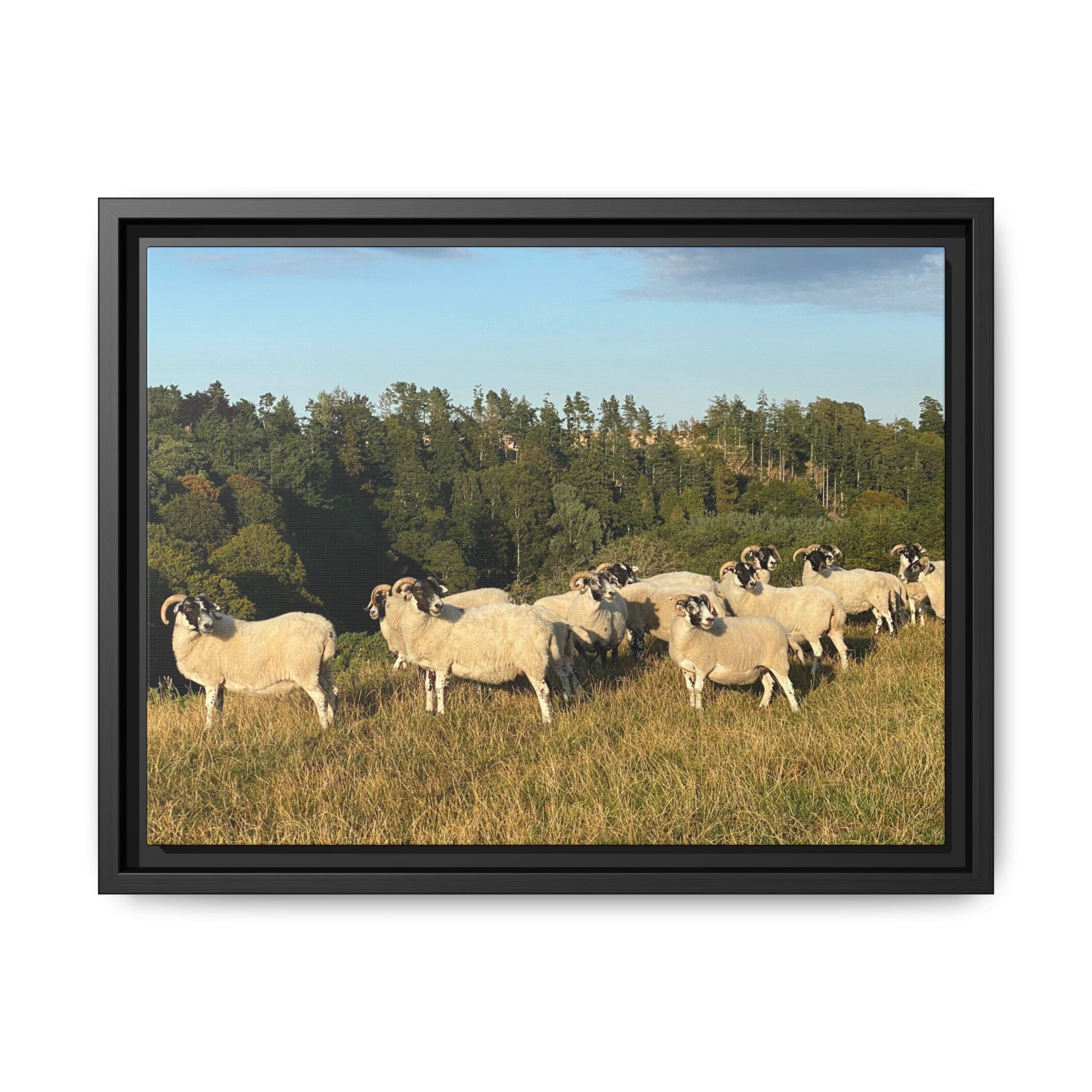 Framed Matte Canvas Print — Pastoral Sheep Landscape Wall Art