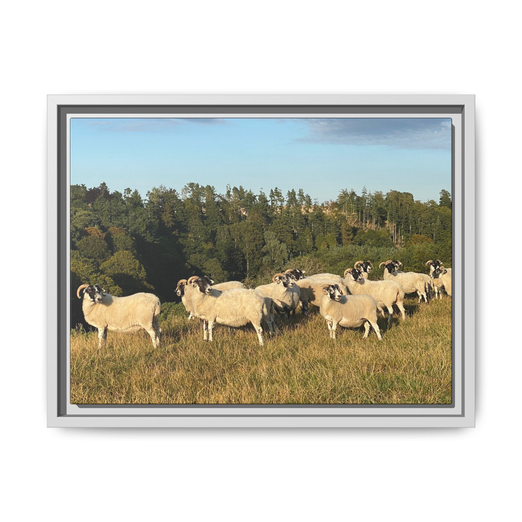 Framed Matte Canvas Print — Pastoral Sheep Landscape Wall Art