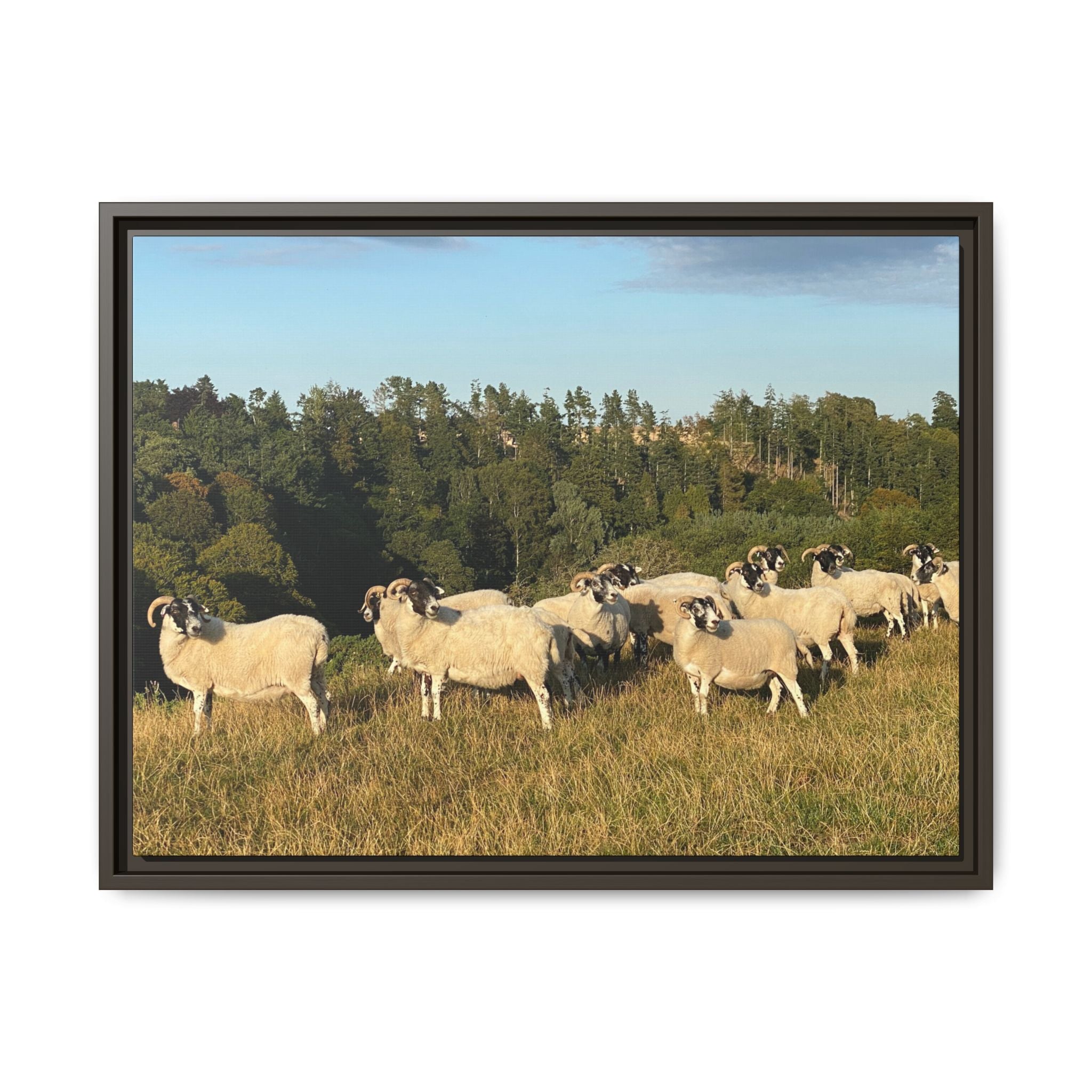 Framed Matte Canvas Print — Pastoral Sheep Landscape Wall Art