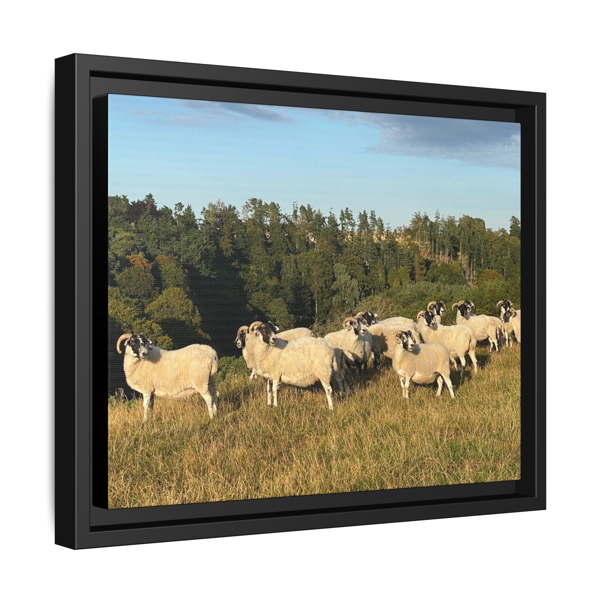 Framed Matte Canvas Print — Pastoral Sheep Landscape Wall Art