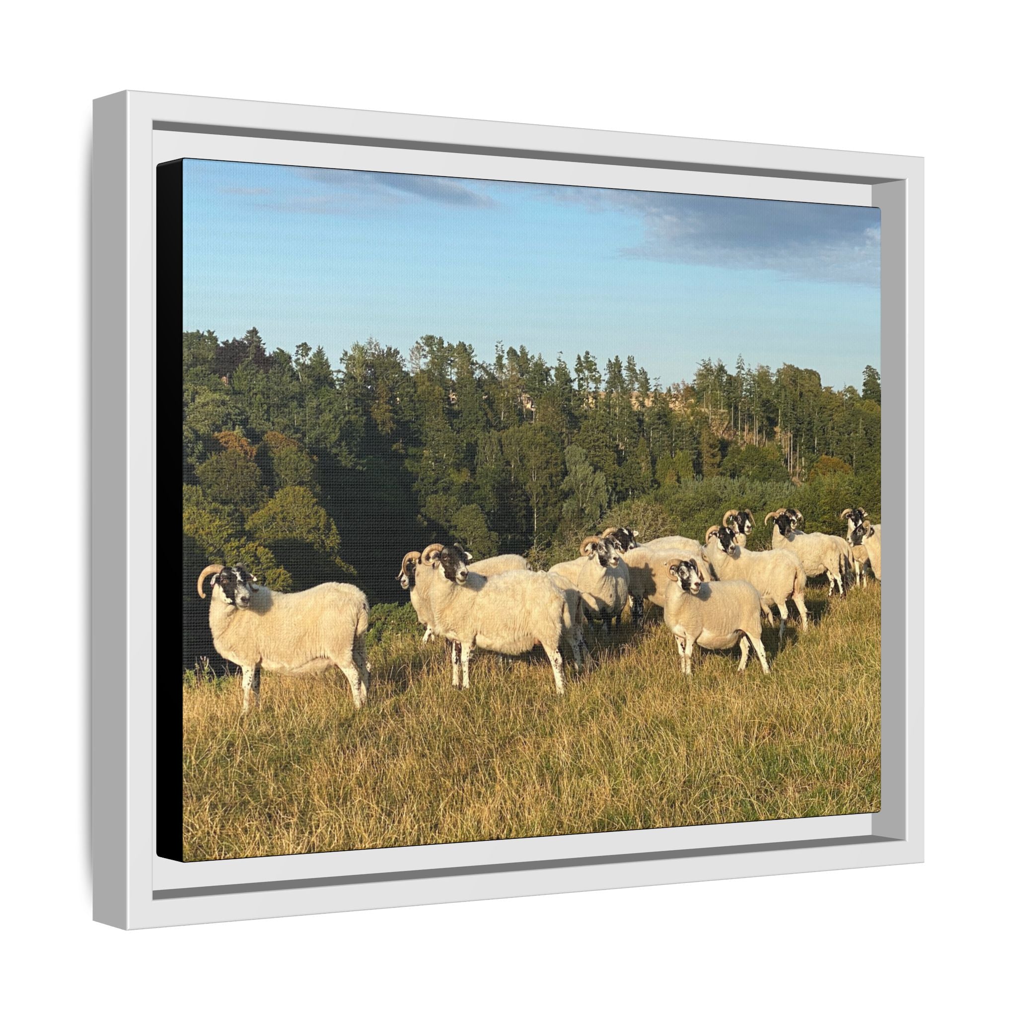 Framed Matte Canvas Print — Pastoral Sheep Landscape Wall Art