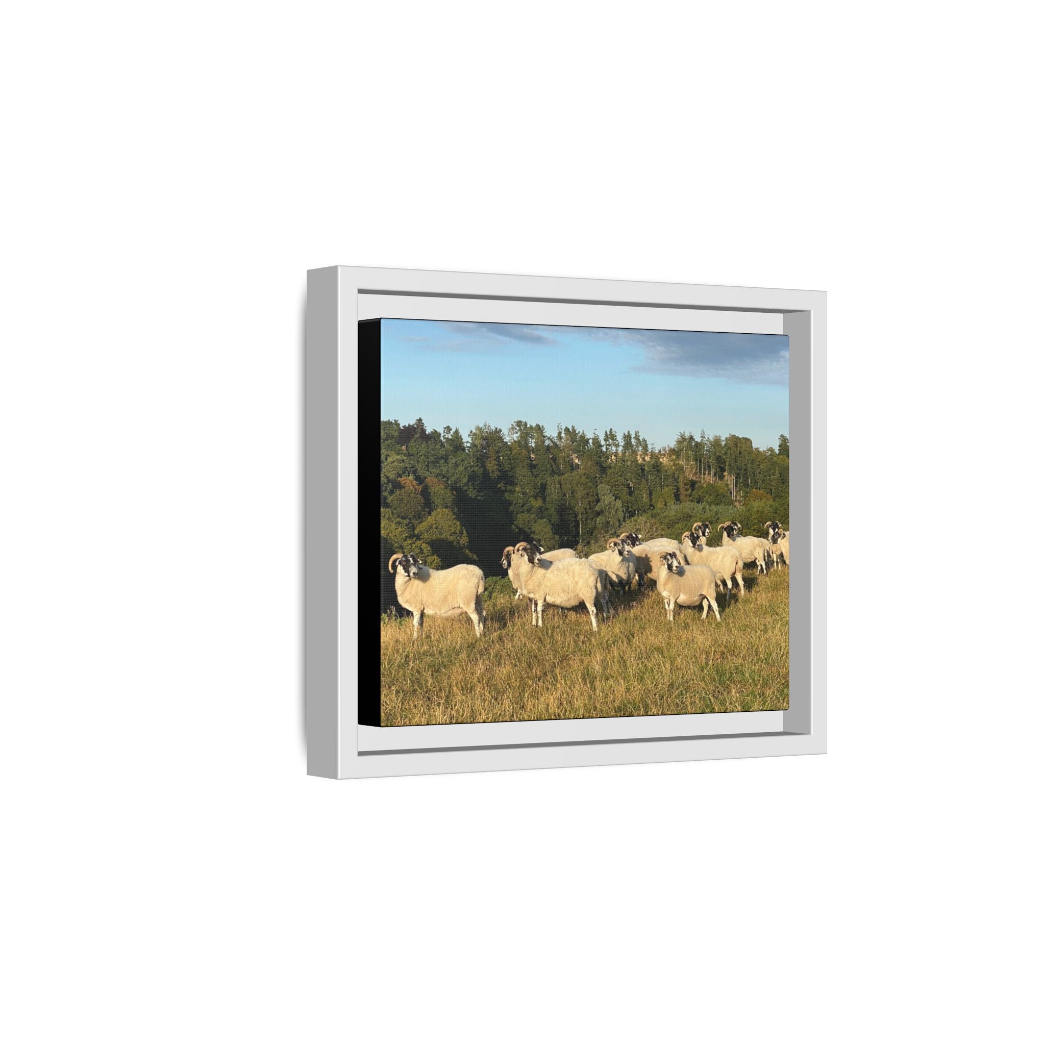 Framed Matte Canvas Print — Pastoral Sheep Landscape Wall Art
