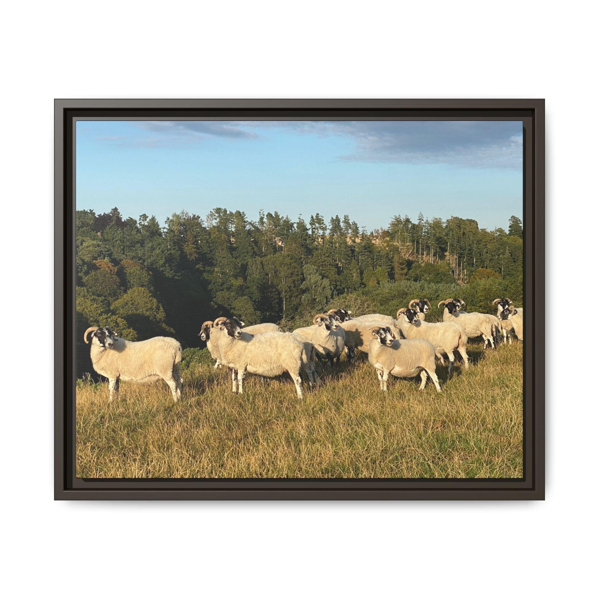 Framed Matte Canvas Print — Pastoral Sheep Landscape Wall Art