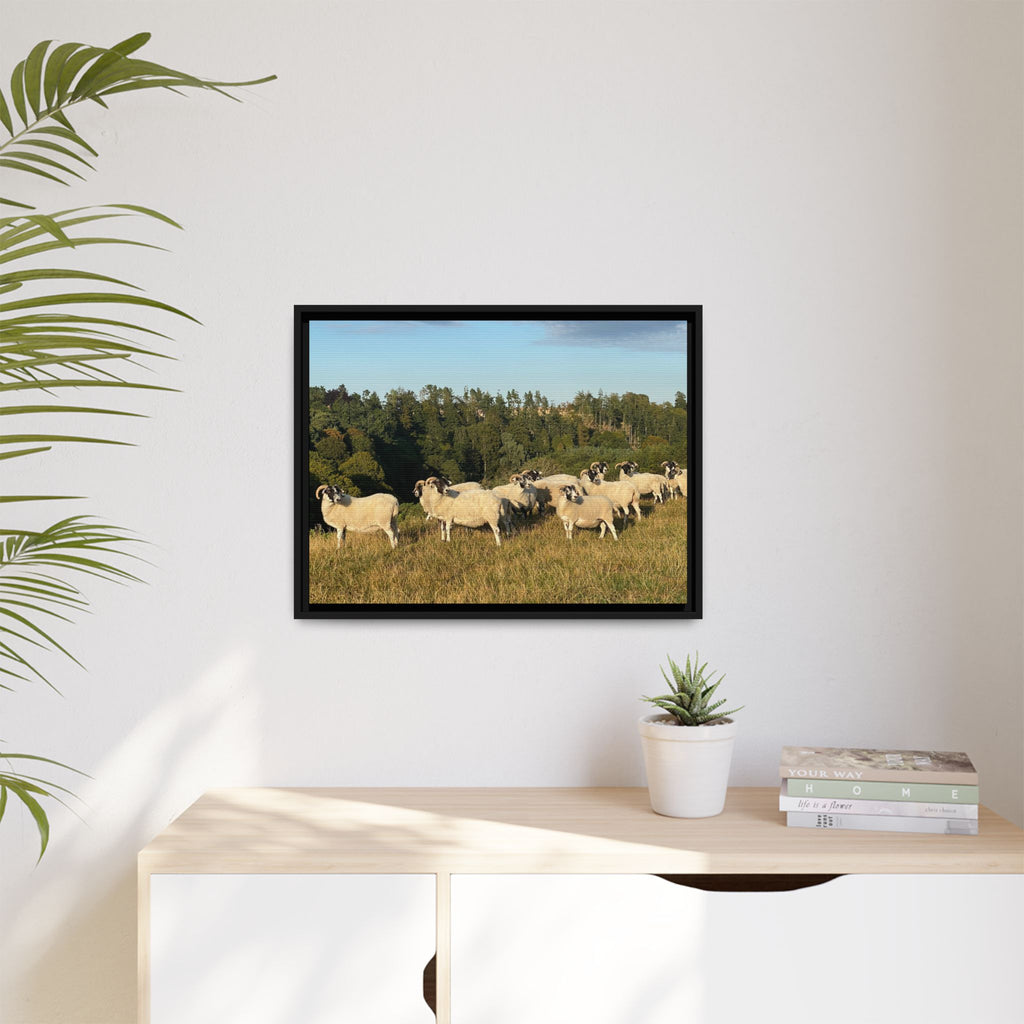 Framed Matte Canvas Print — Pastoral Sheep Landscape Wall Art
