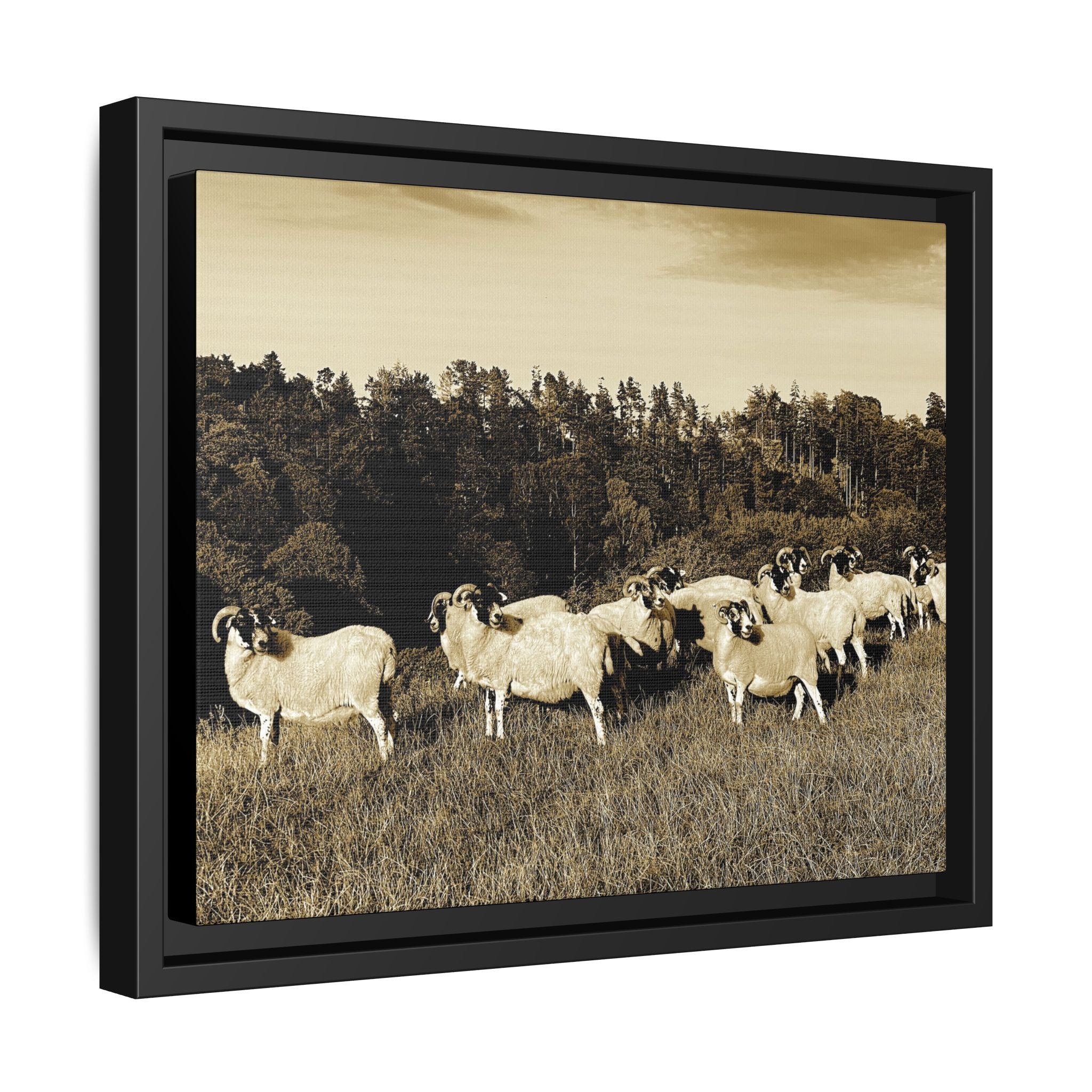 Framed Matte Canvas Print — Vintage Sheep Pasture Wall Art