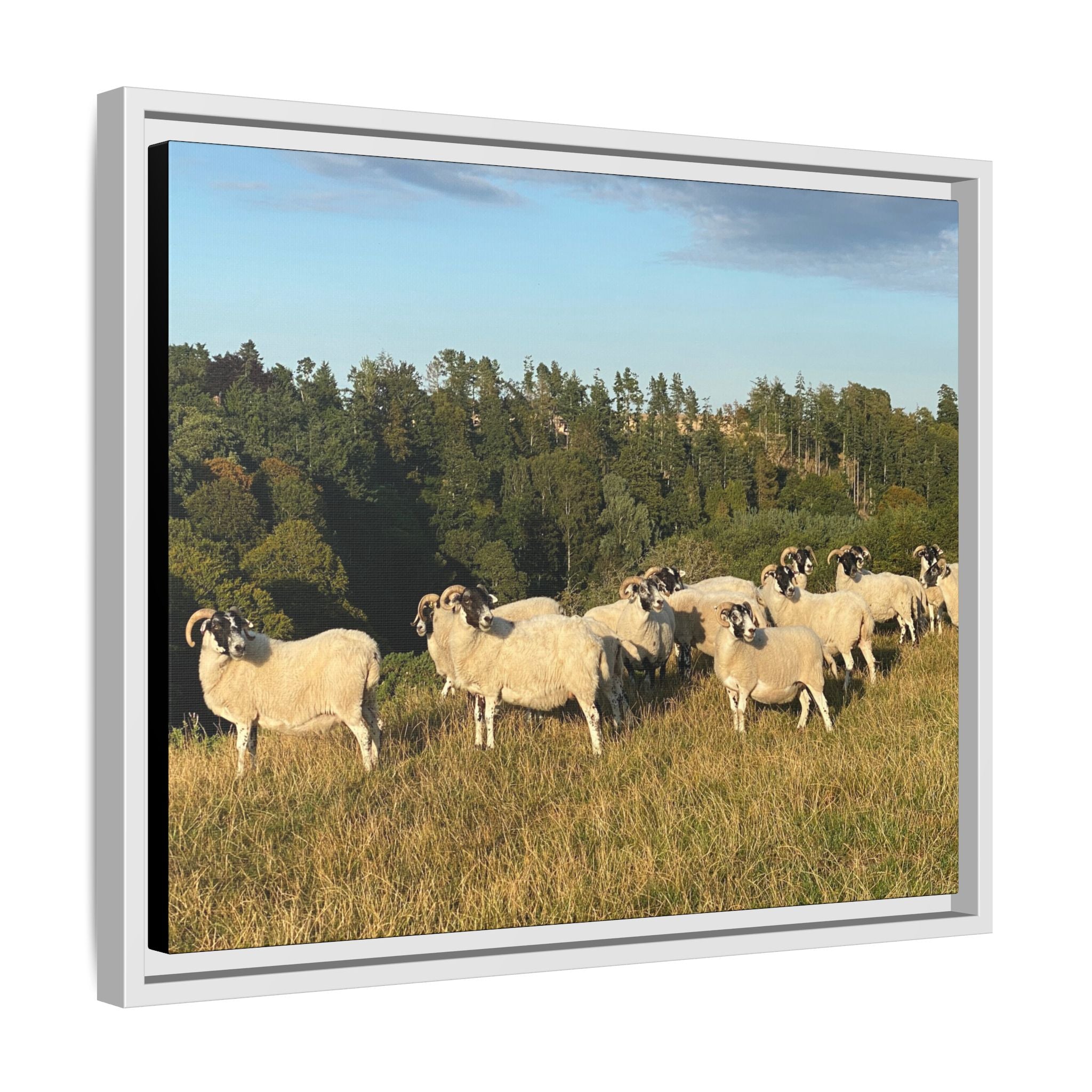 Framed Matte Canvas Print — Pastoral Sheep Landscape Wall Art