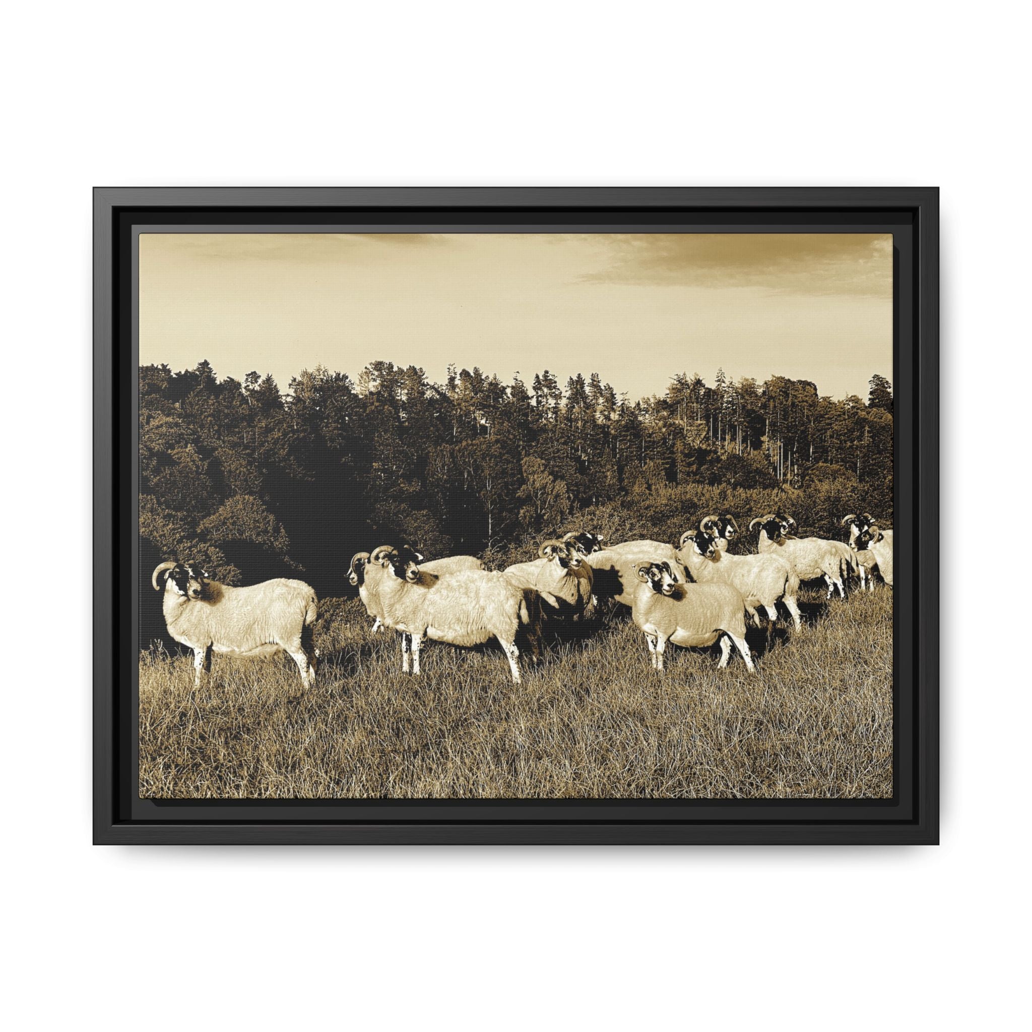 Framed Matte Canvas Print — Vintage Sheep Pasture Wall Art