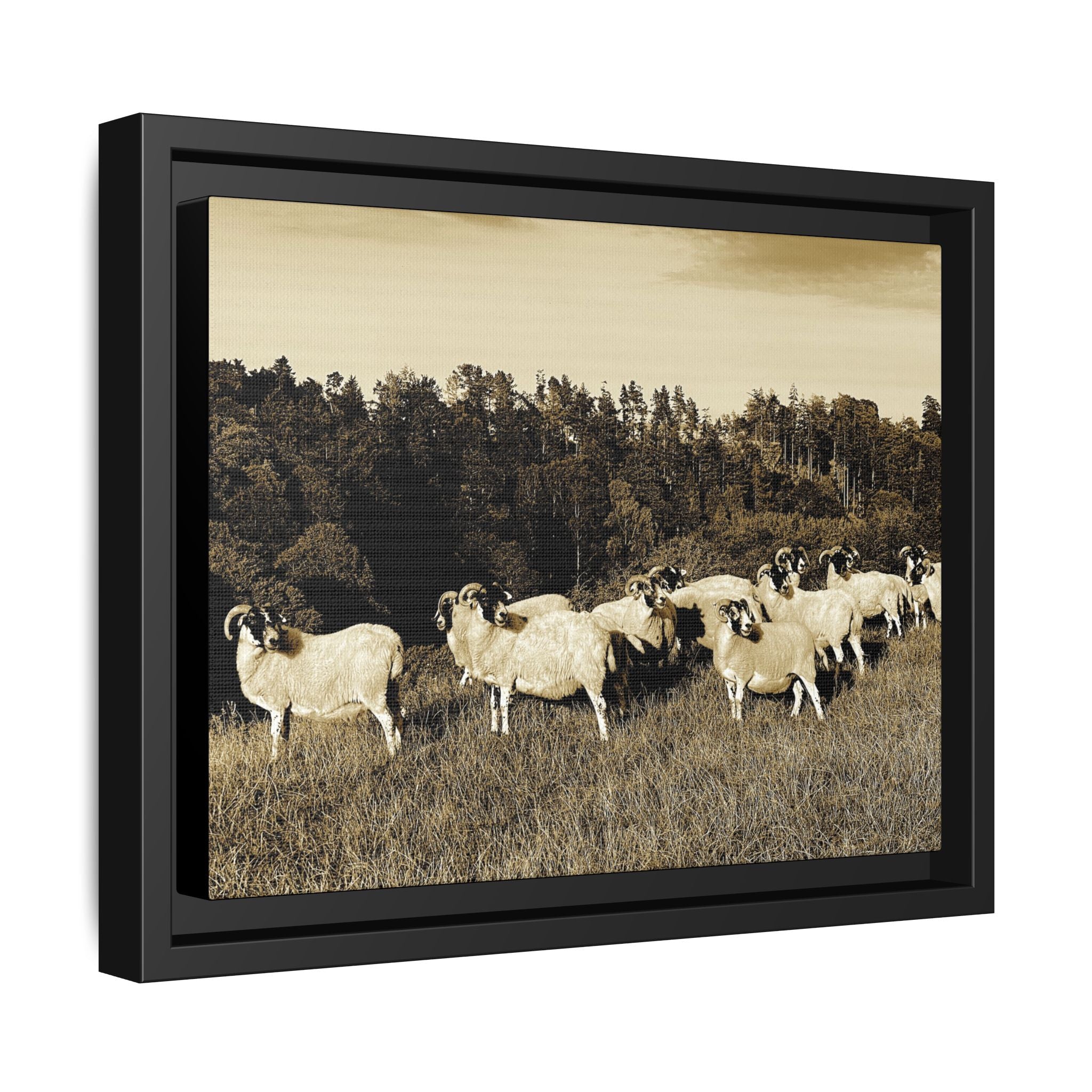 Framed Matte Canvas Print — Vintage Sheep Pasture Wall Art