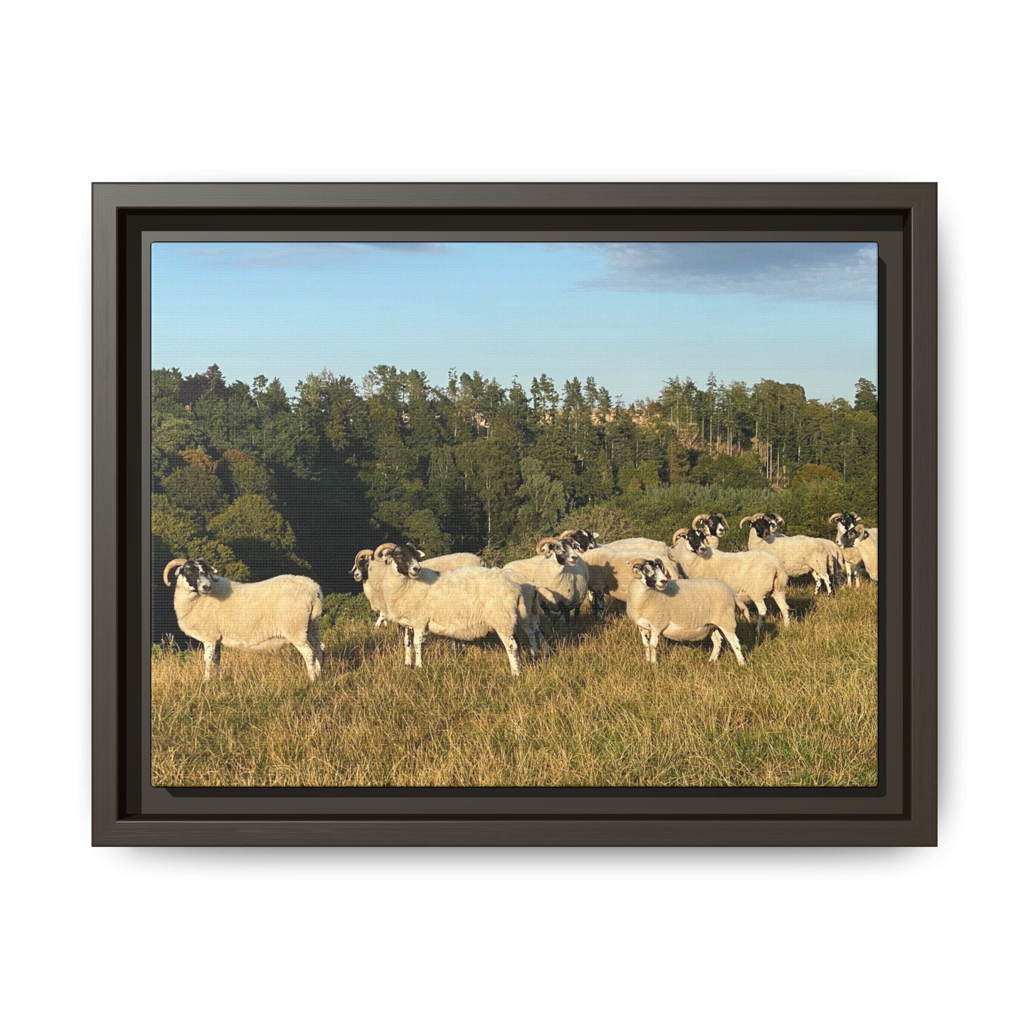 Framed Matte Canvas Print — Pastoral Sheep Landscape Wall Art