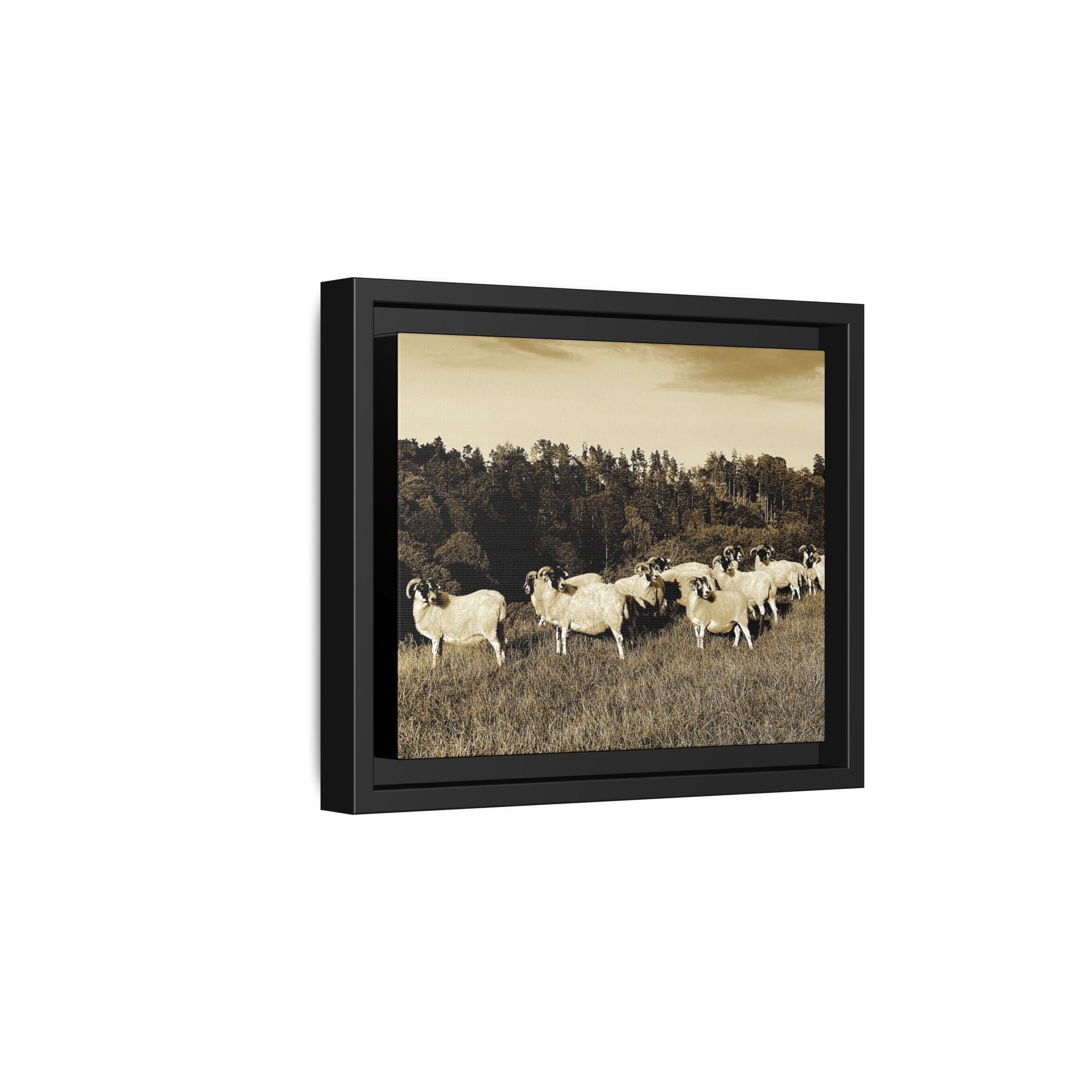 Framed Matte Canvas Print — Vintage Sheep Pasture Wall Art