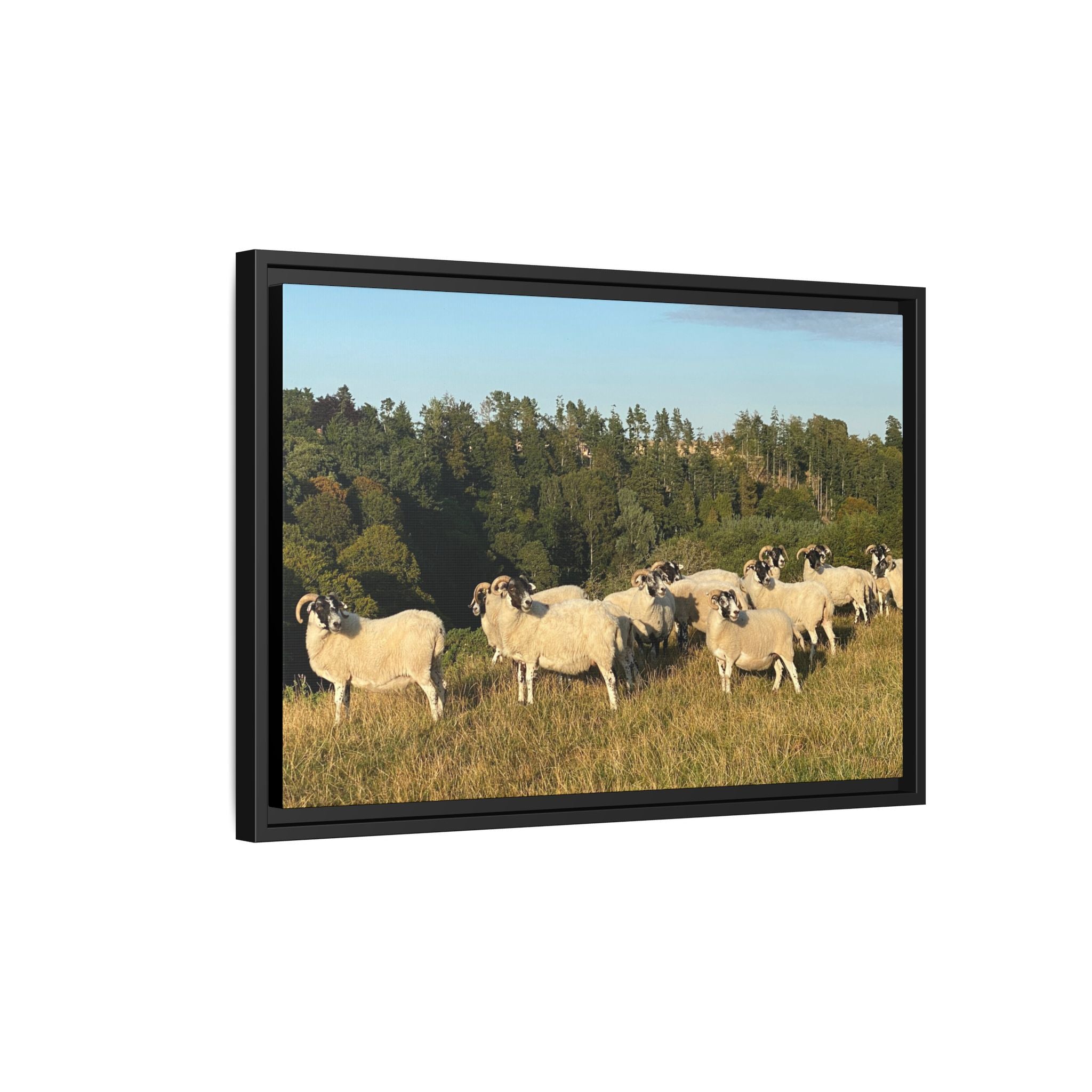 Framed Matte Canvas Print — Pastoral Sheep Landscape Wall Art