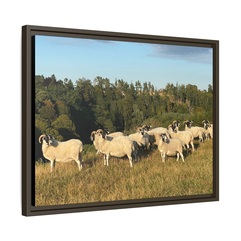 Framed Matte Canvas Print — Pastoral Sheep Landscape Wall Art