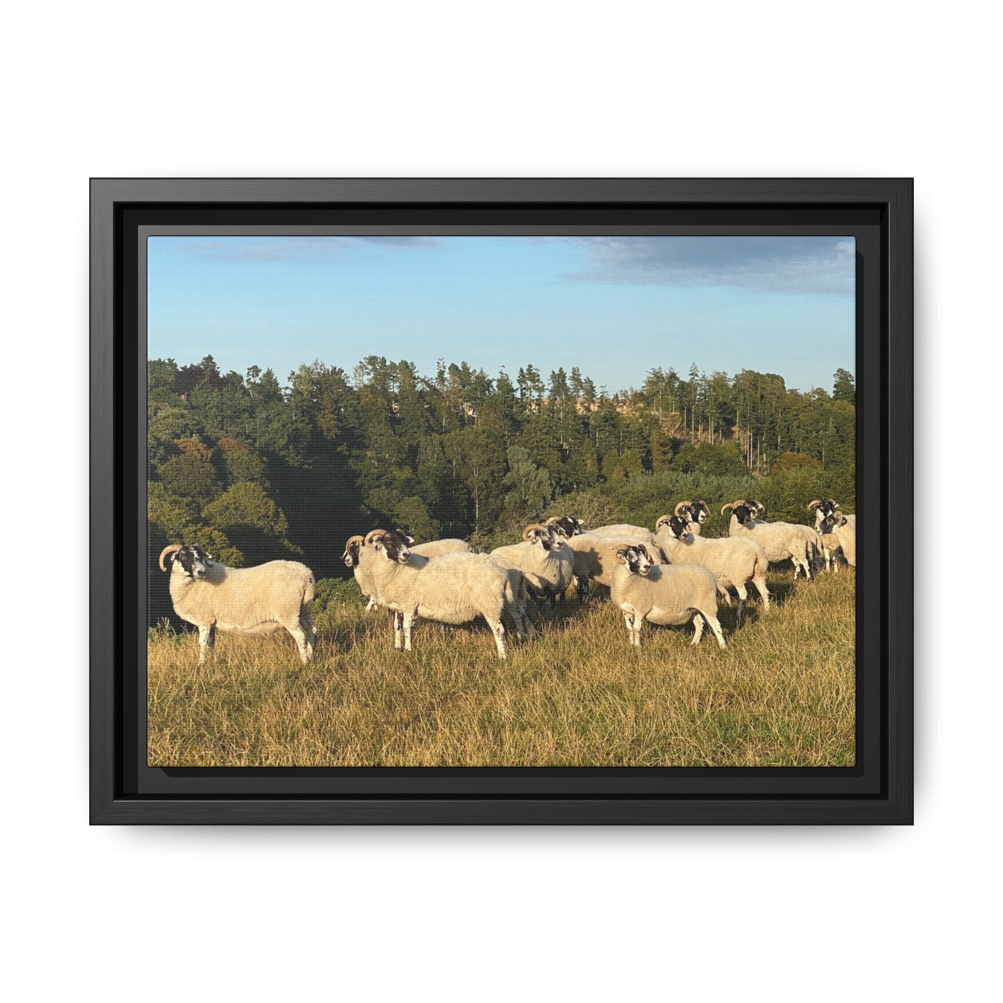 Framed Matte Canvas Print — Pastoral Sheep Landscape Wall Art