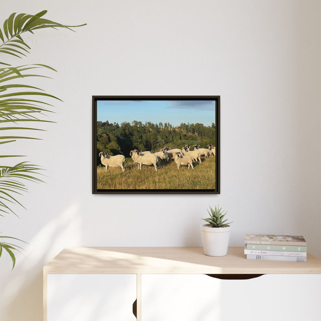 Framed Matte Canvas Print — Pastoral Sheep Landscape Wall Art