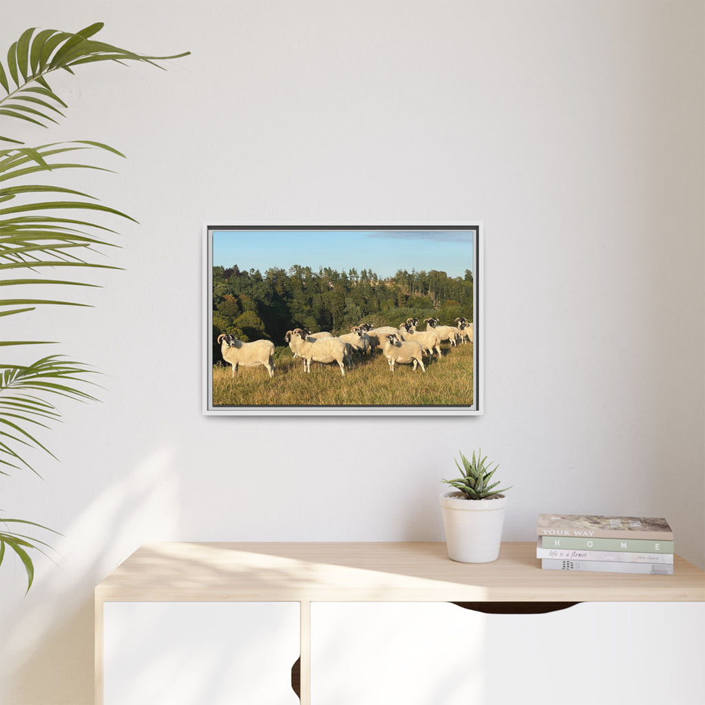 Framed Matte Canvas Print — Pastoral Sheep Landscape Wall Art