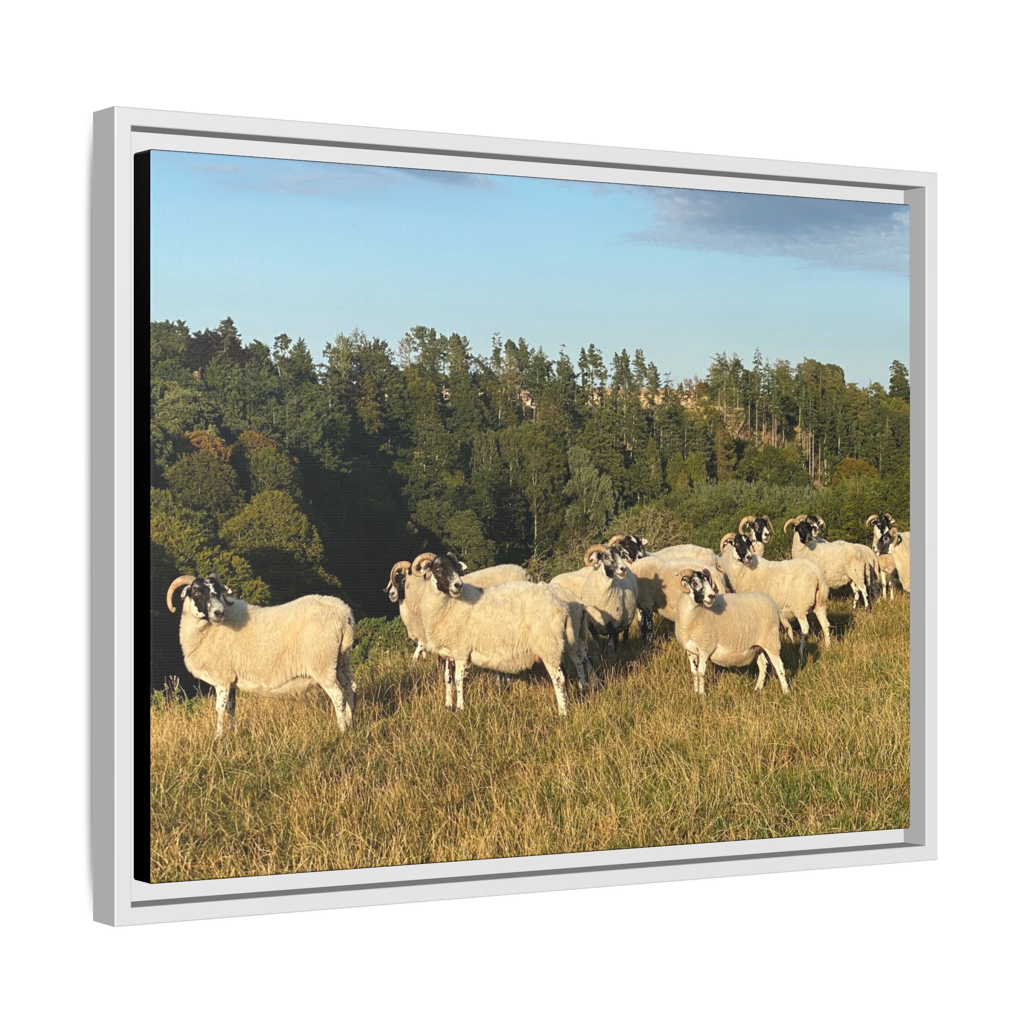 Framed Matte Canvas Print — Pastoral Sheep Landscape Wall Art