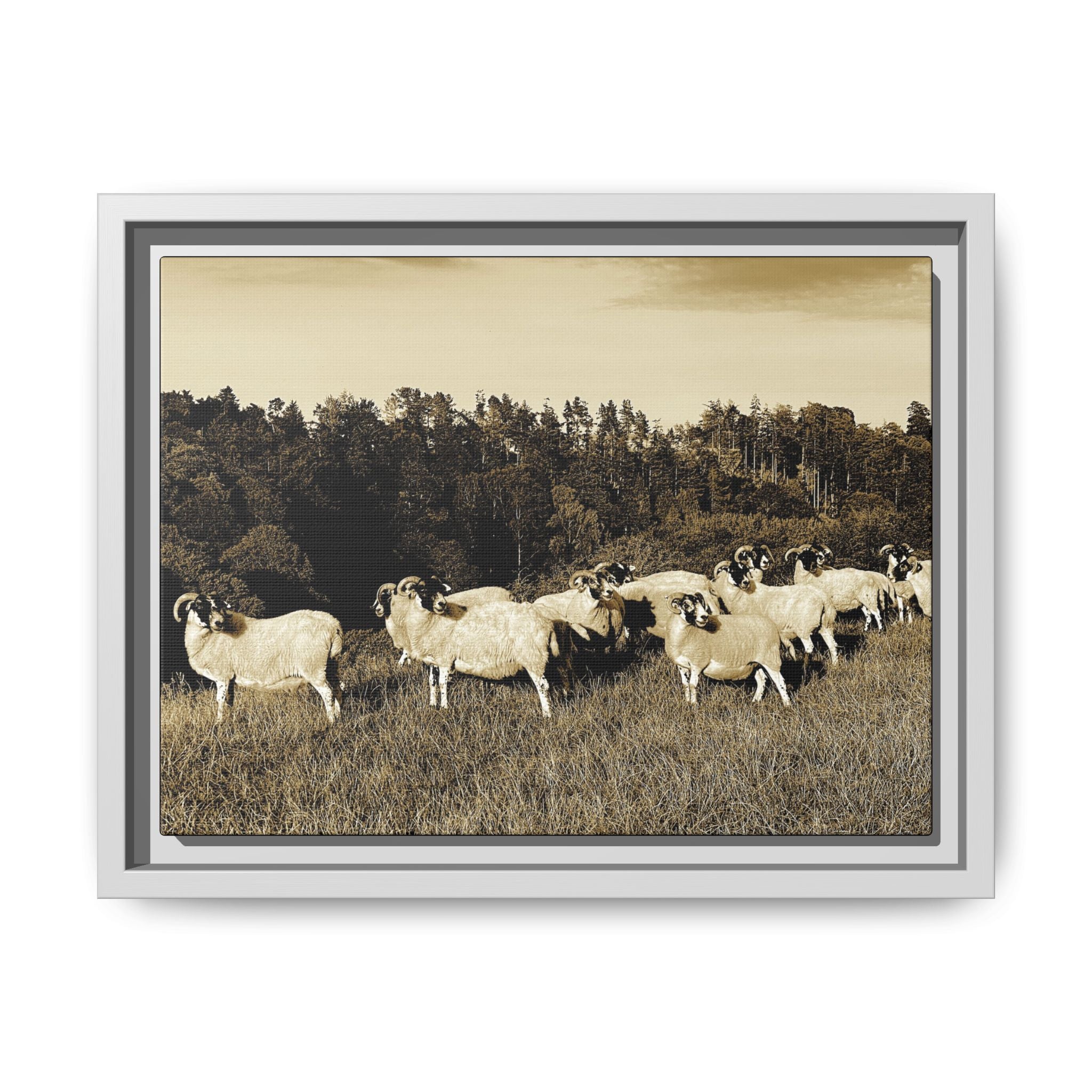 Framed Matte Canvas Print — Vintage Sheep Pasture Wall Art