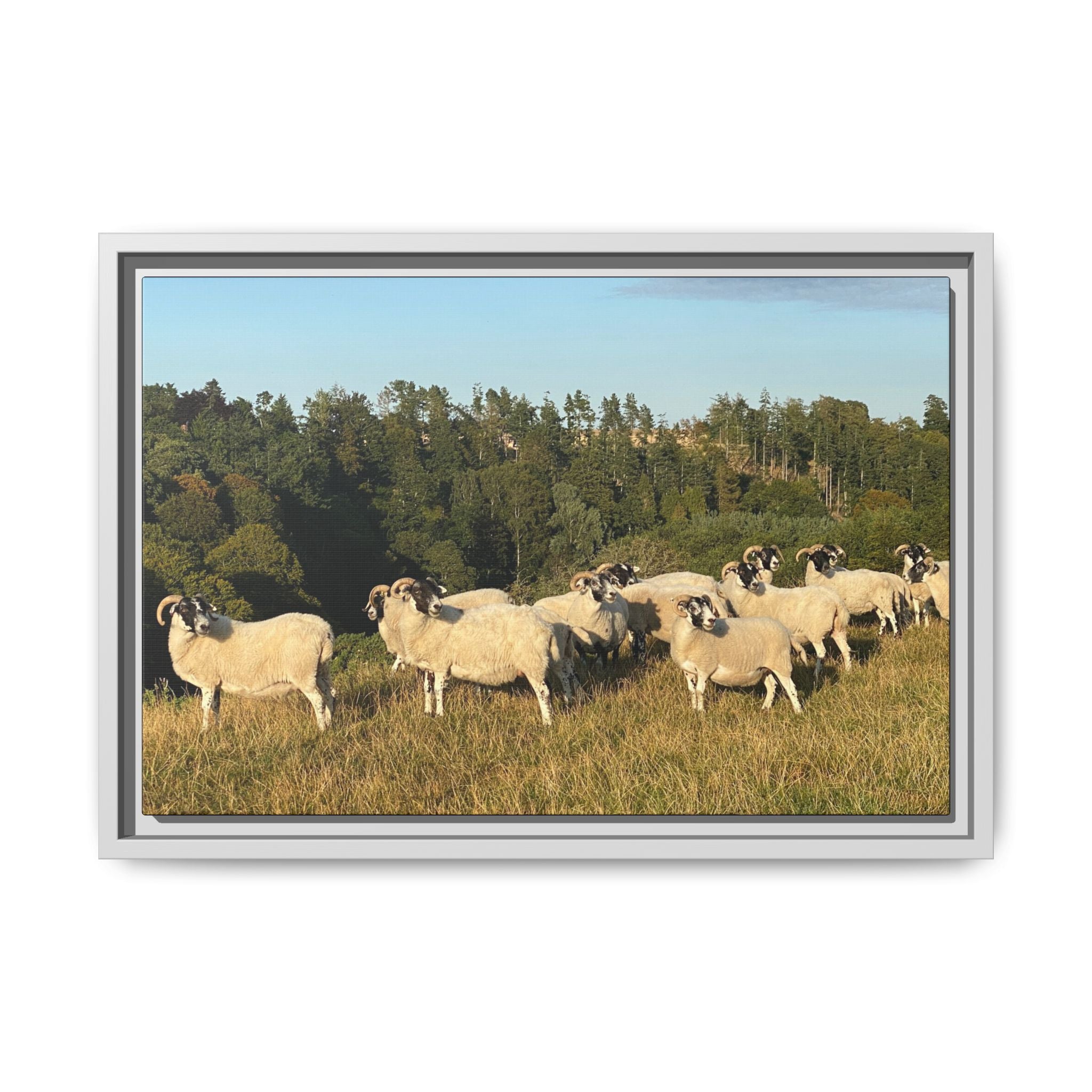 Framed Matte Canvas Print — Pastoral Sheep Landscape Wall Art