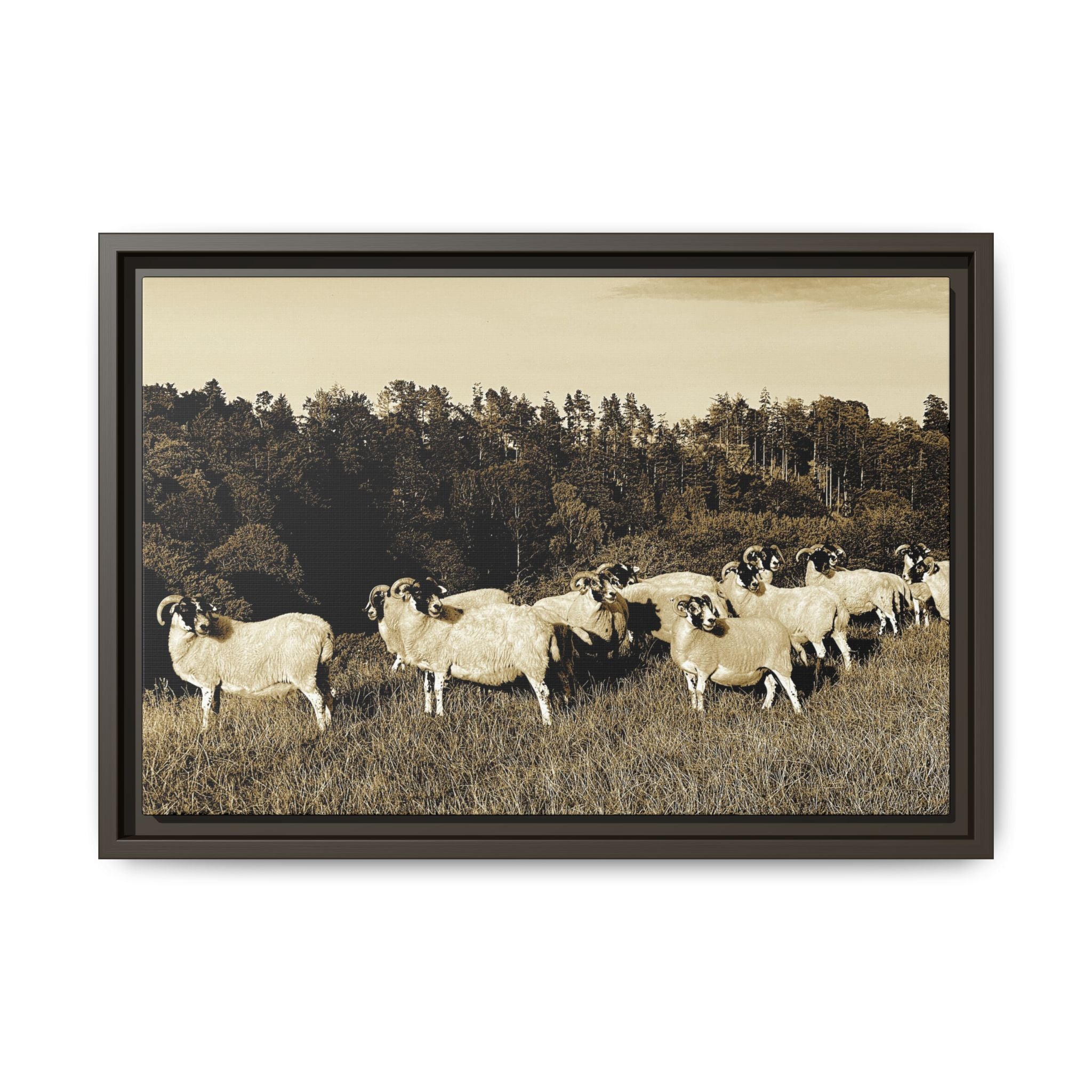 Framed Matte Canvas Print — Vintage Sheep Pasture Wall Art