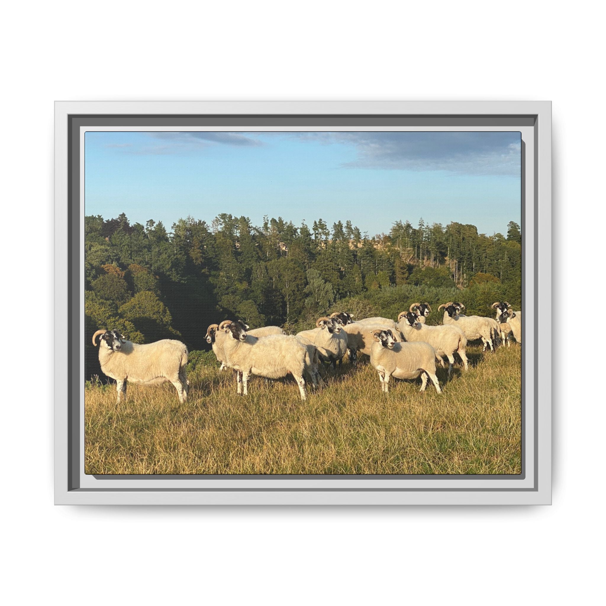 Framed Matte Canvas Print — Pastoral Sheep Landscape Wall Art