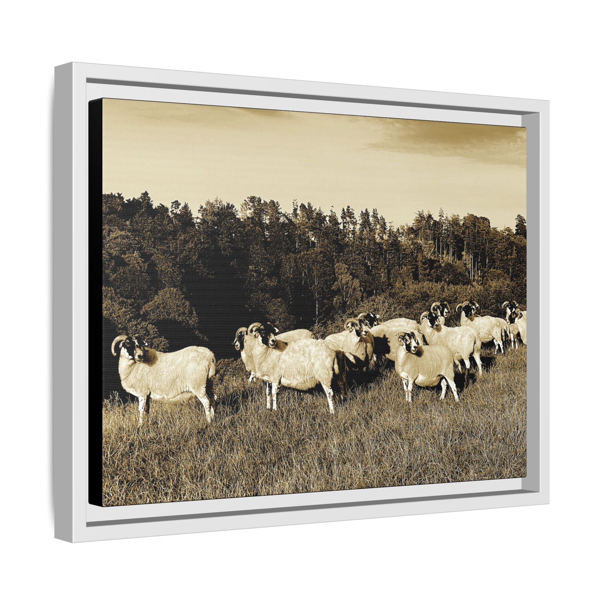 Framed Matte Canvas Print — Vintage Sheep Pasture Wall Art