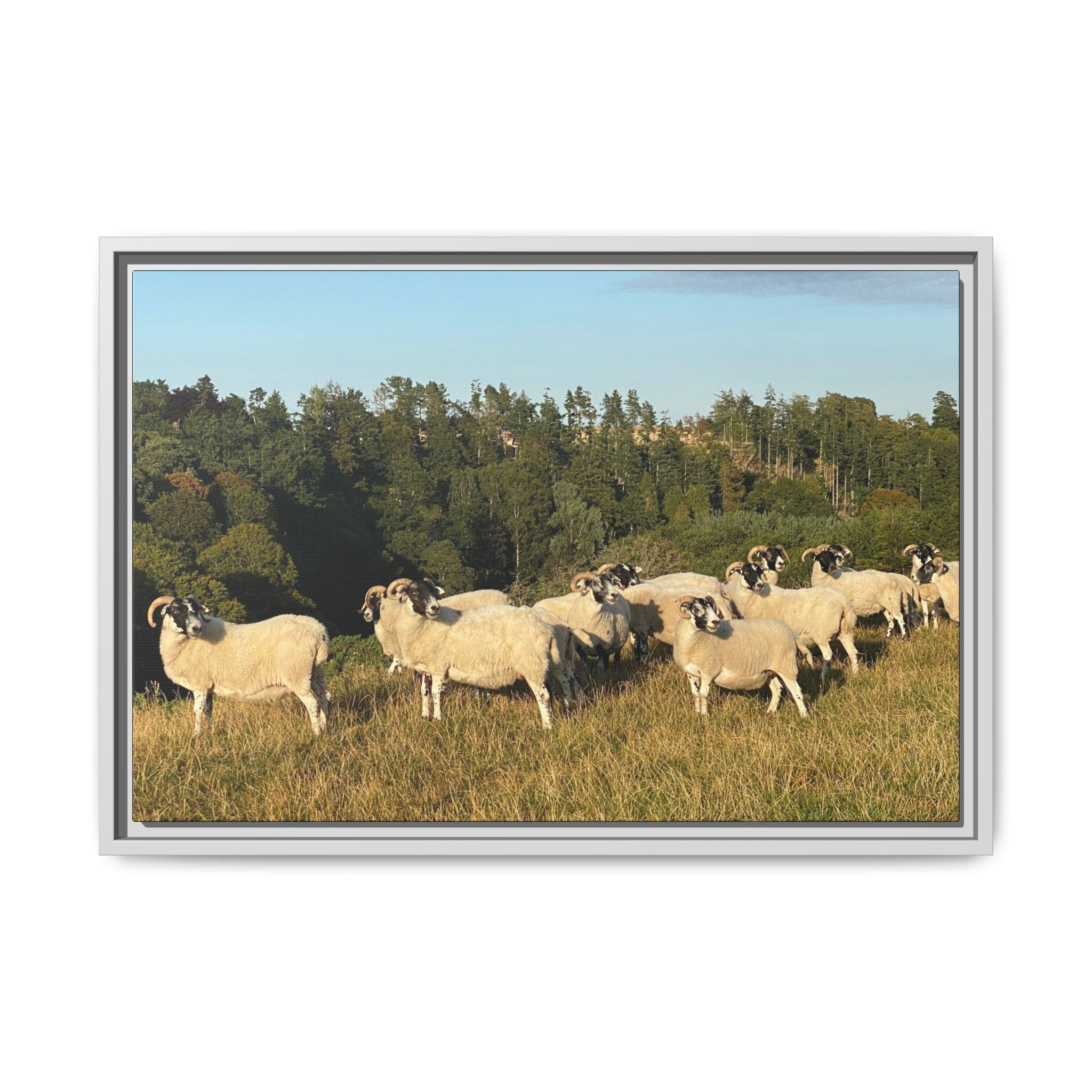 Framed Matte Canvas Print — Pastoral Sheep Landscape Wall Art
