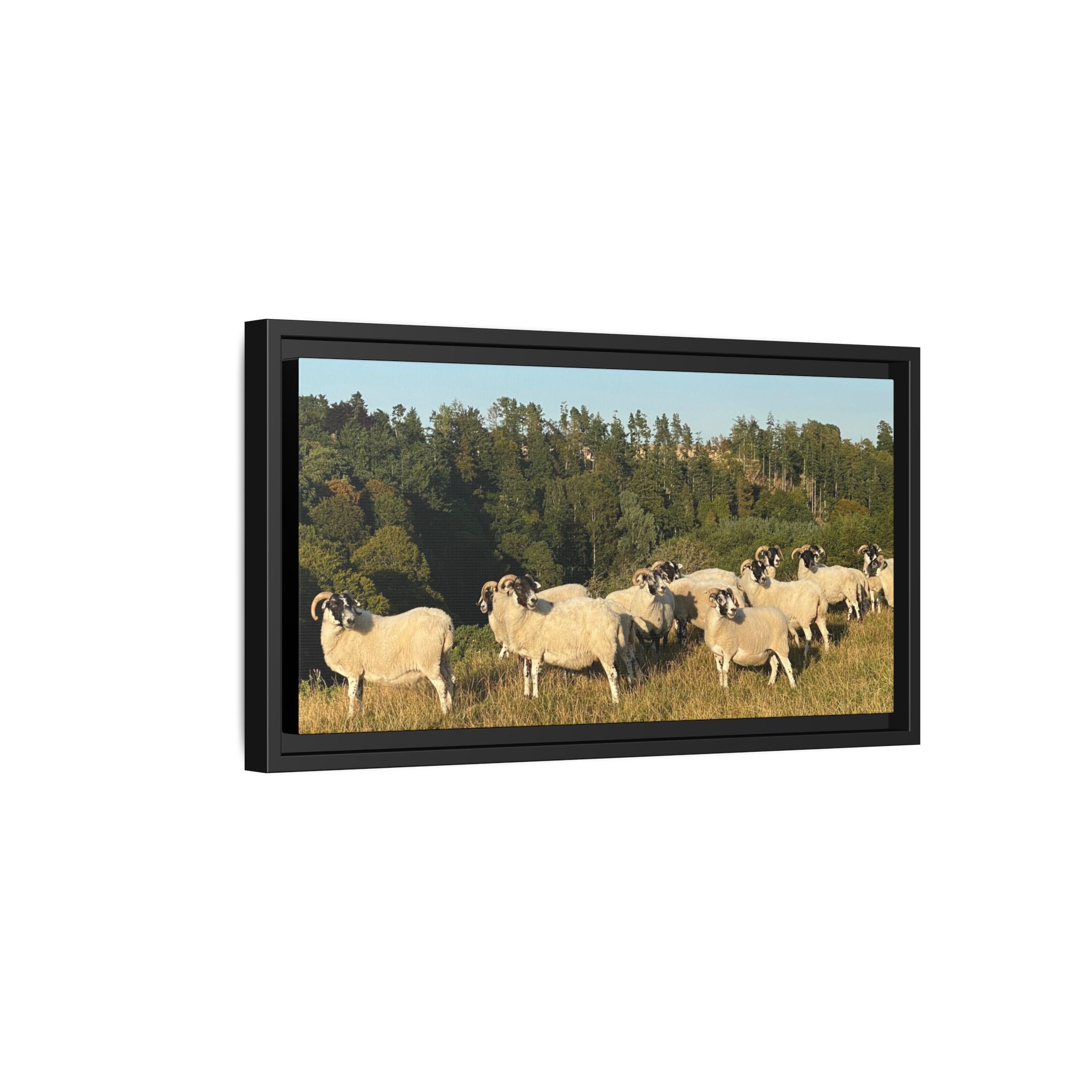 Framed Matte Canvas Print — Pastoral Sheep Landscape Wall Art