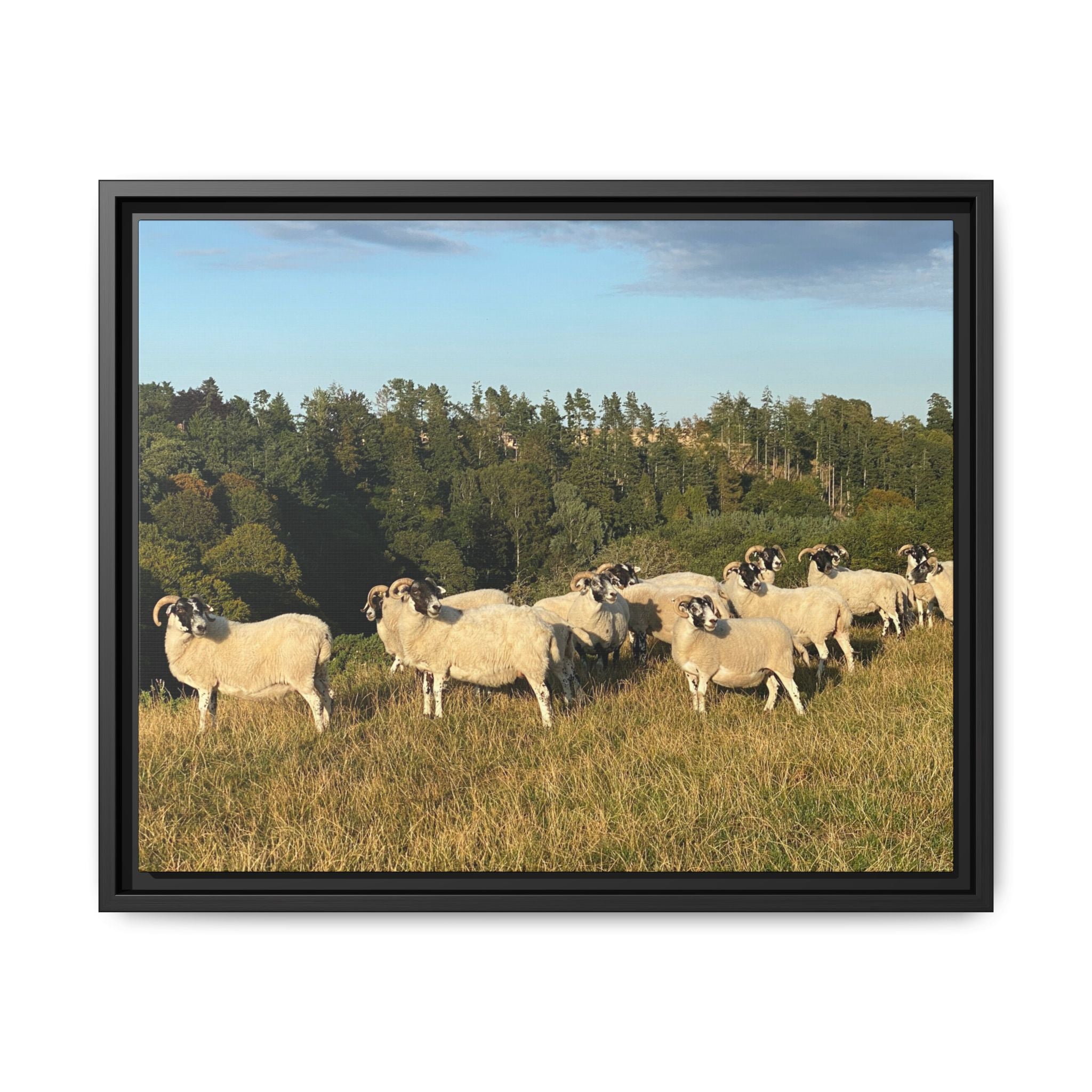 Framed Matte Canvas Print — Pastoral Sheep Landscape Wall Art