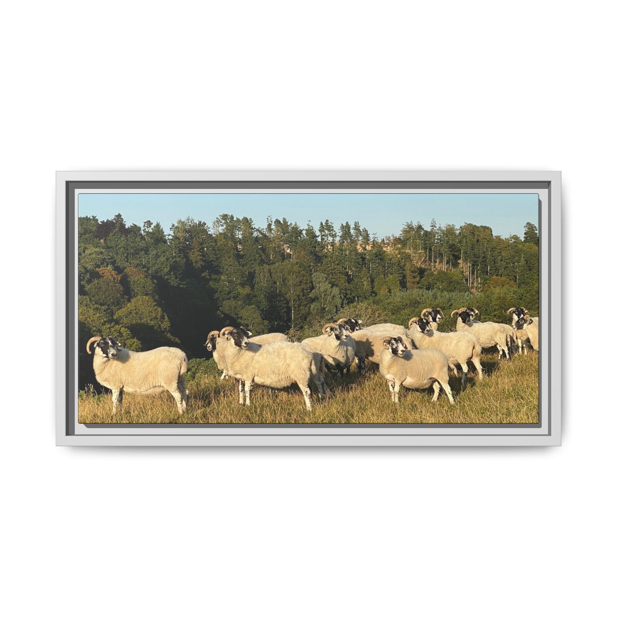 Framed Matte Canvas Print — Pastoral Sheep Landscape Wall Art
