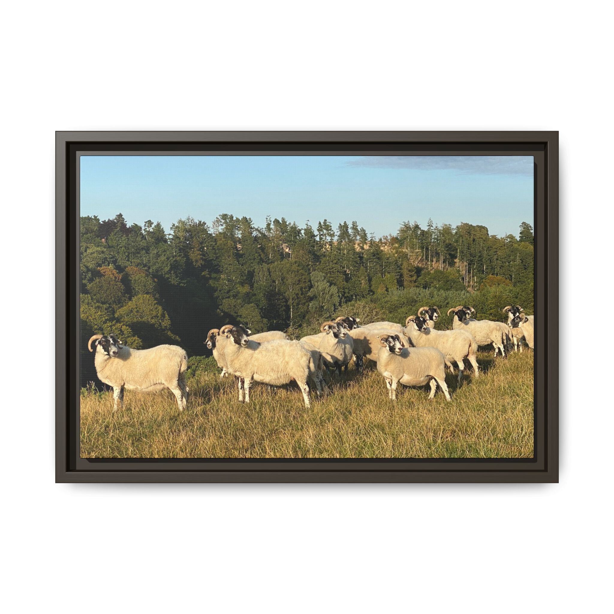 Framed Matte Canvas Print — Pastoral Sheep Landscape Wall Art