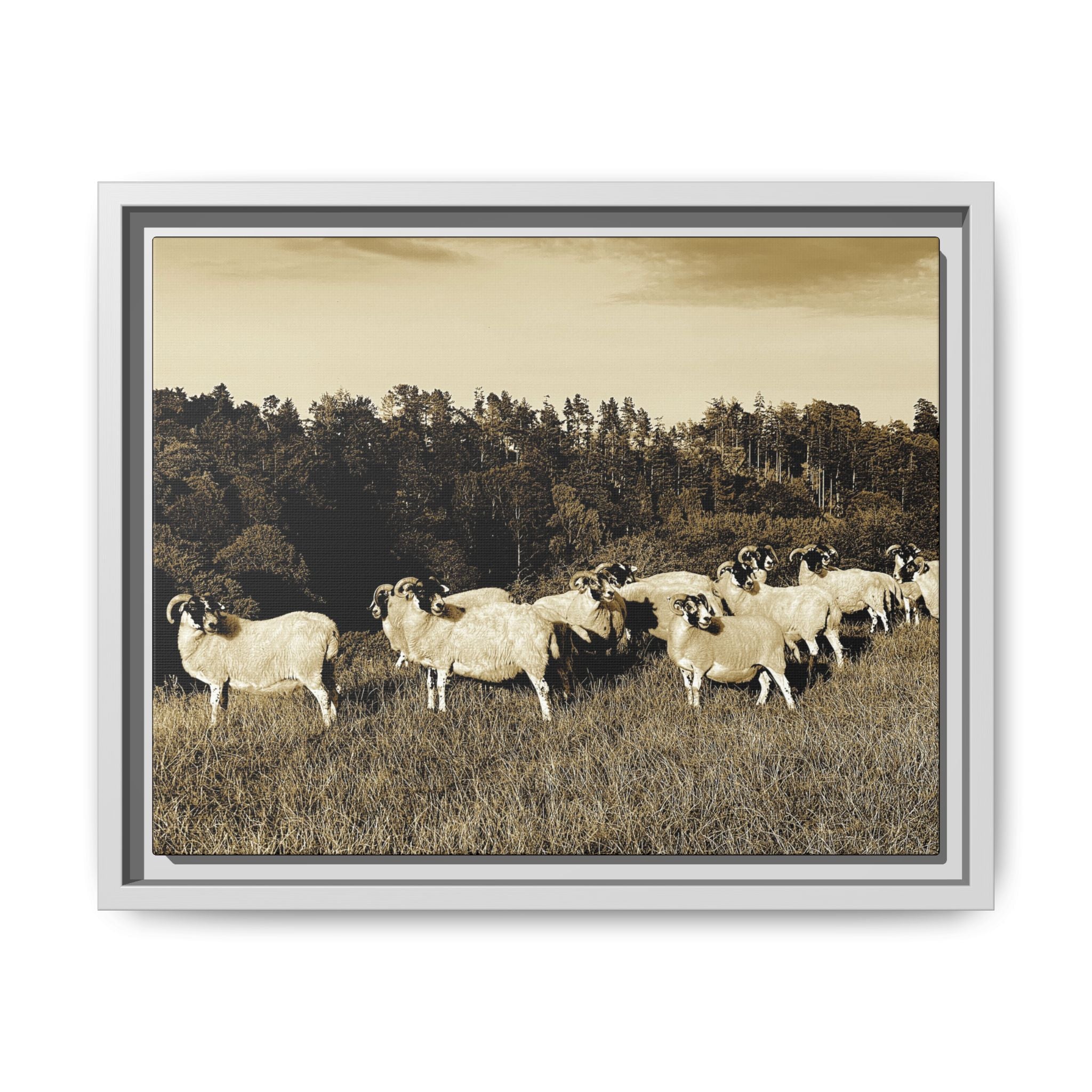 Framed Matte Canvas Print — Vintage Sheep Pasture Wall Art